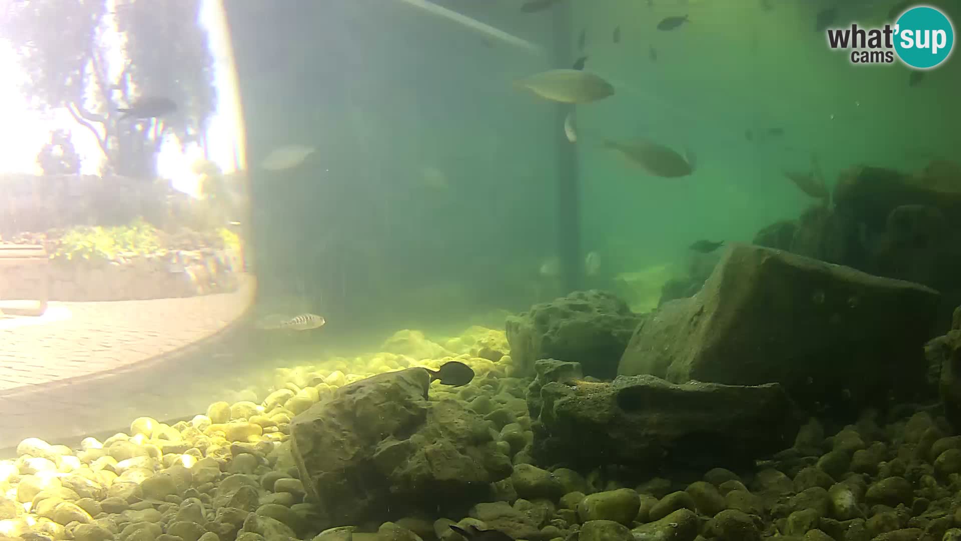 Acuario marino al aire libre Rogoznica webcam Croacia