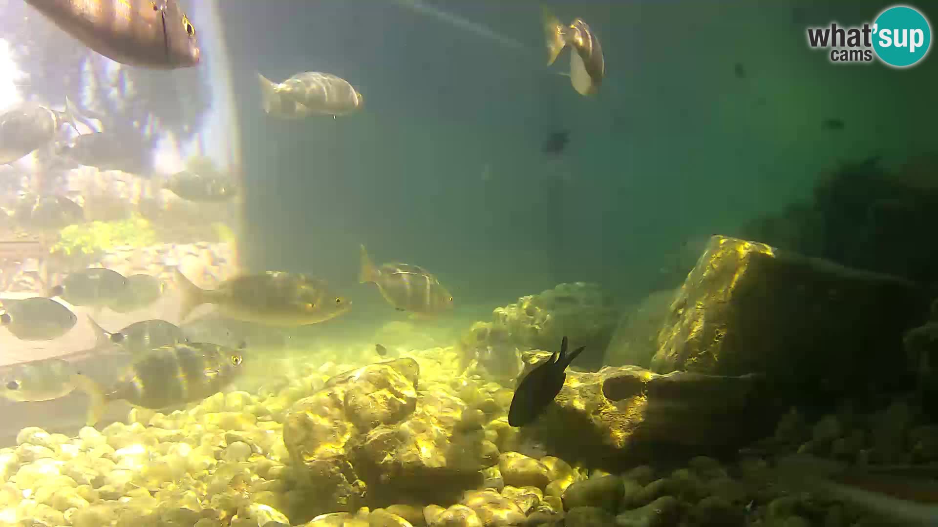 Marine Aquarium im Freien Rogoznica webcam Kroatien
