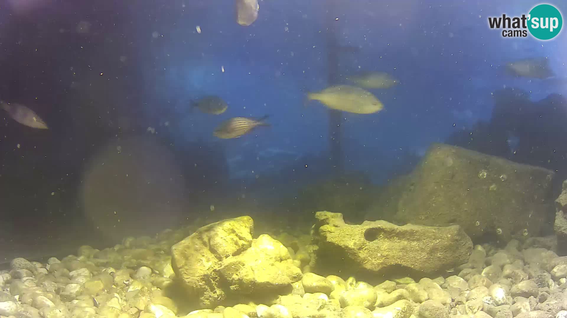 Webcam de l’aquarium marin extérieur de Rogoznica Croatie
