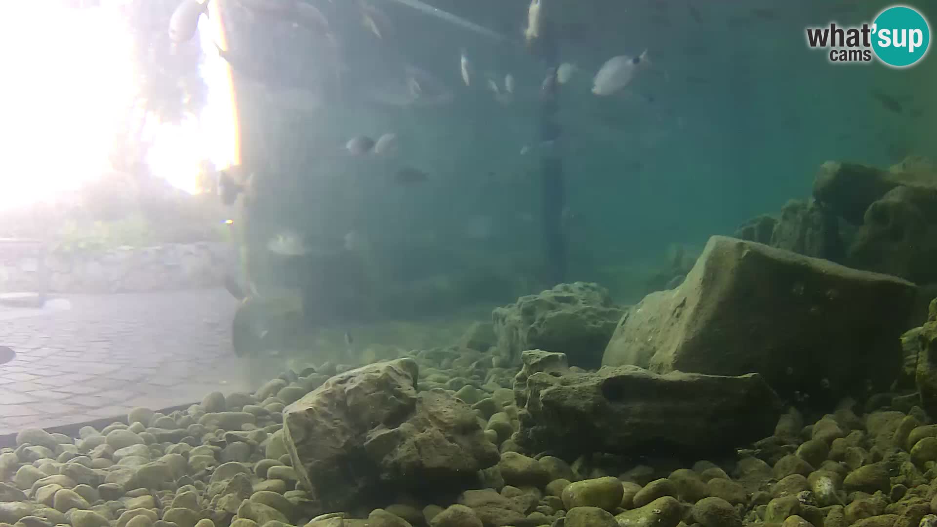Marine Aquarium im Freien Rogoznica webcam Kroatien