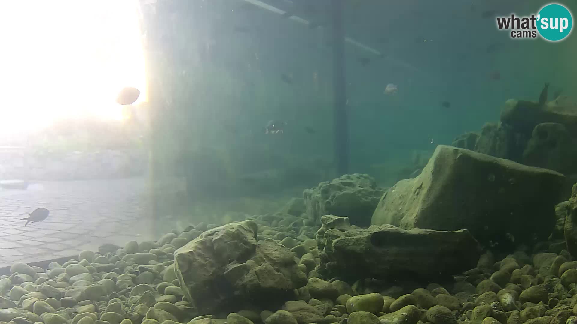 Acuario marino al aire libre Rogoznica webcam Croacia