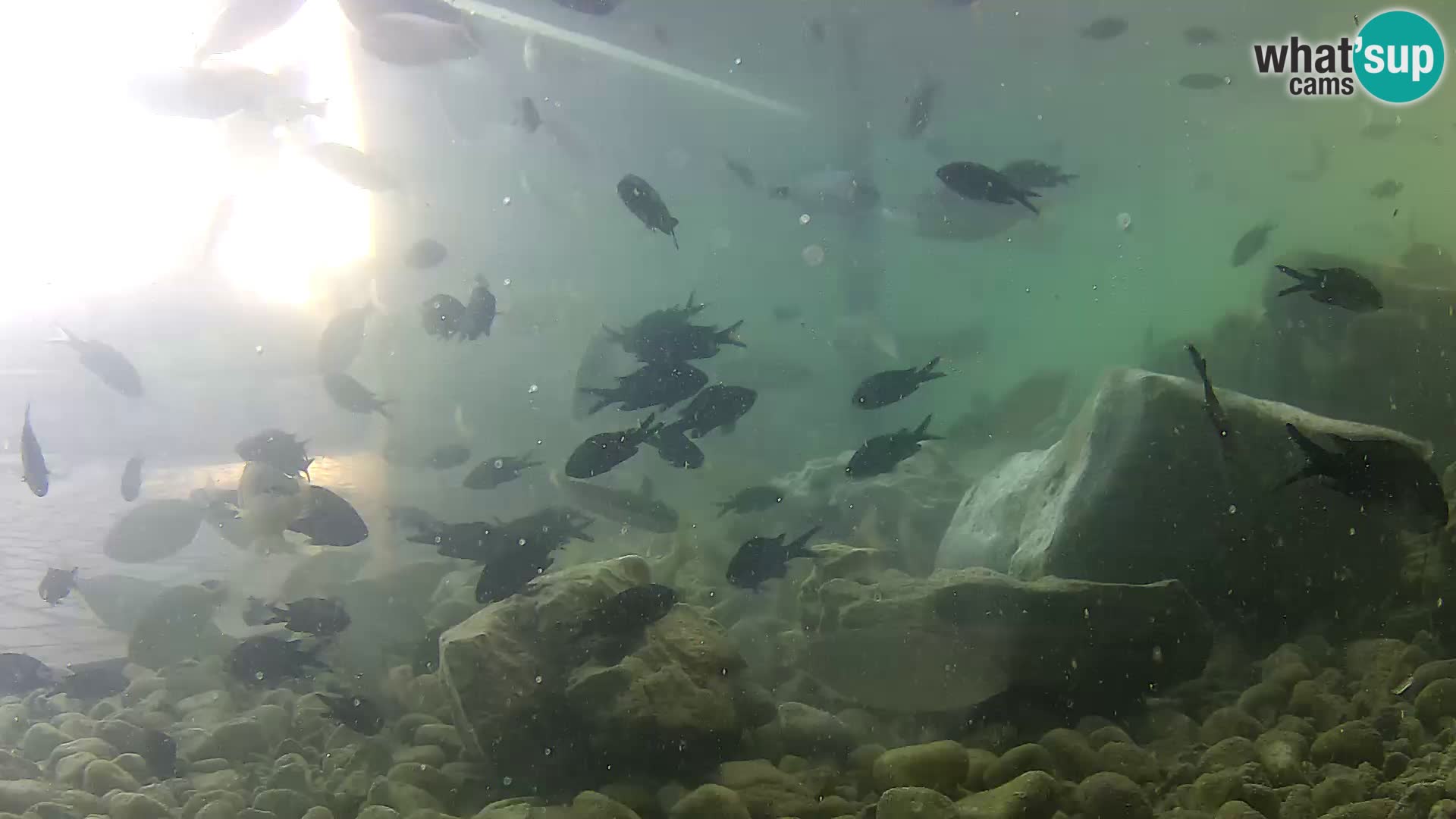 Marine Aquarium im Freien Rogoznica webcam Kroatien