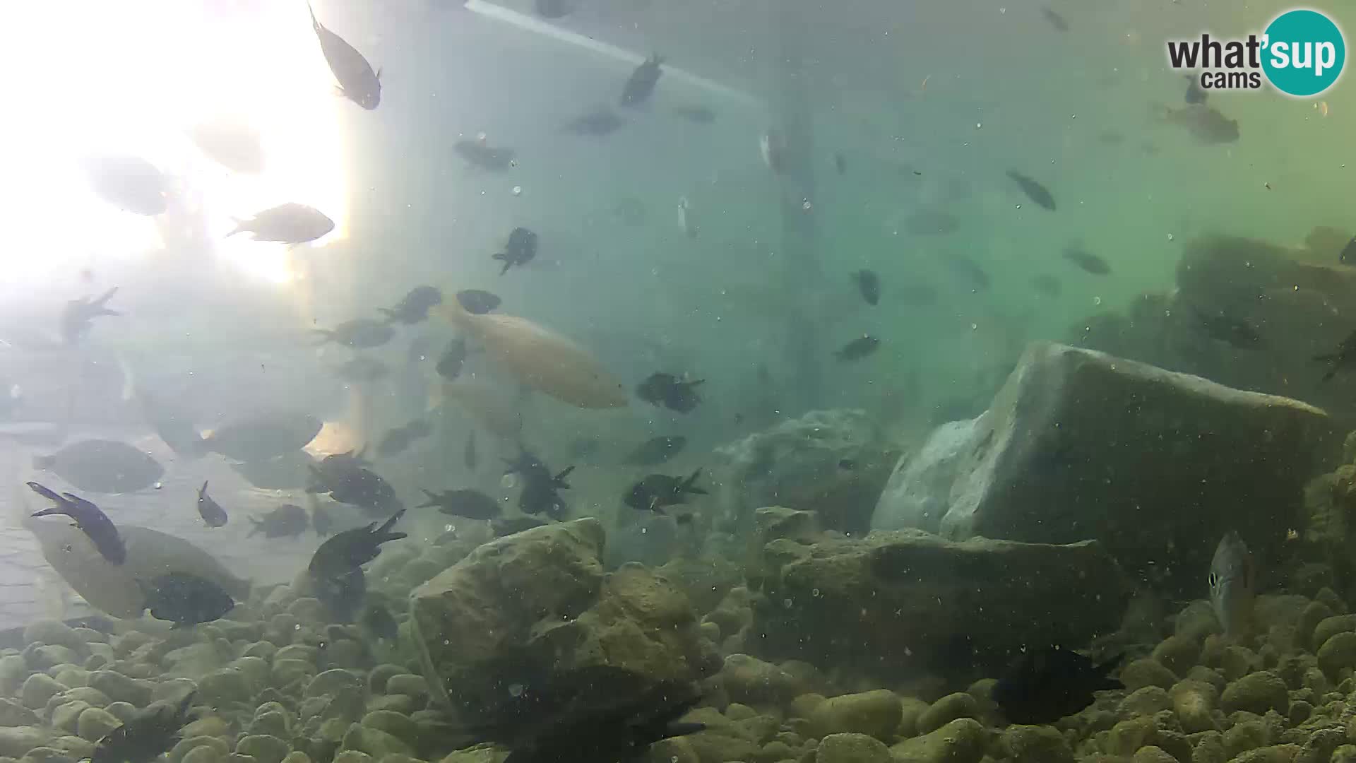 Marine Aquarium im Freien Rogoznica webcam Kroatien
