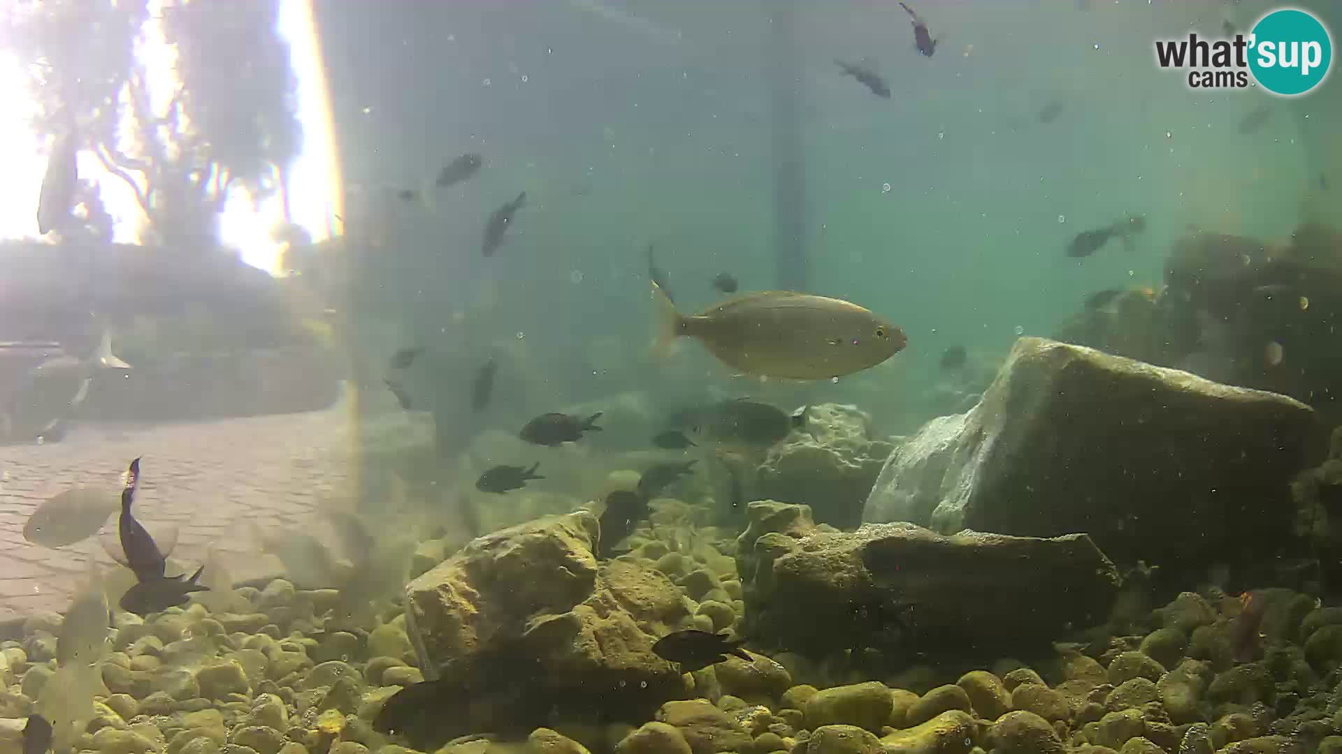 Marine Aquarium im Freien Rogoznica webcam Kroatien