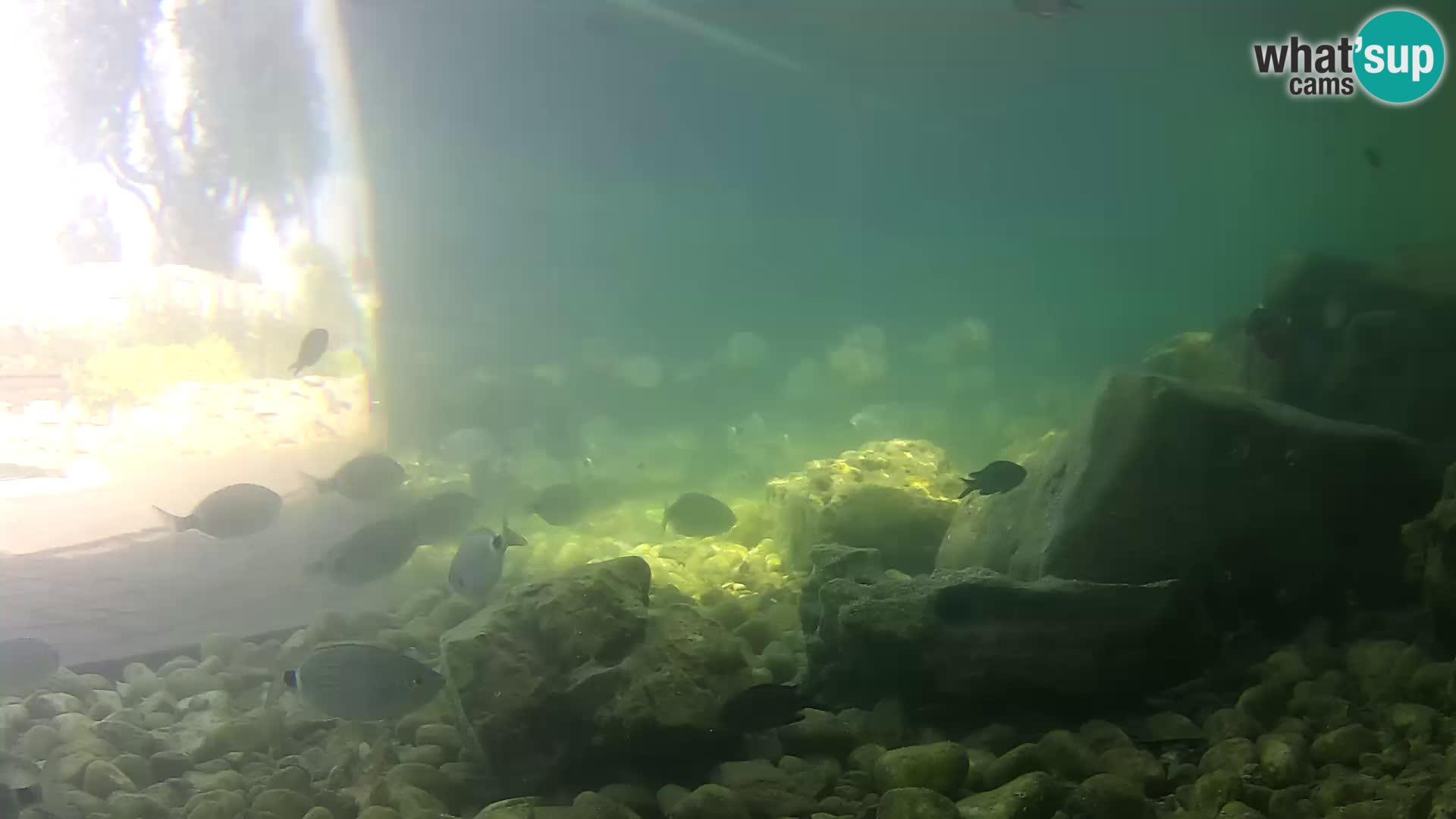 Marine Aquarium im Freien Rogoznica webcam Kroatien