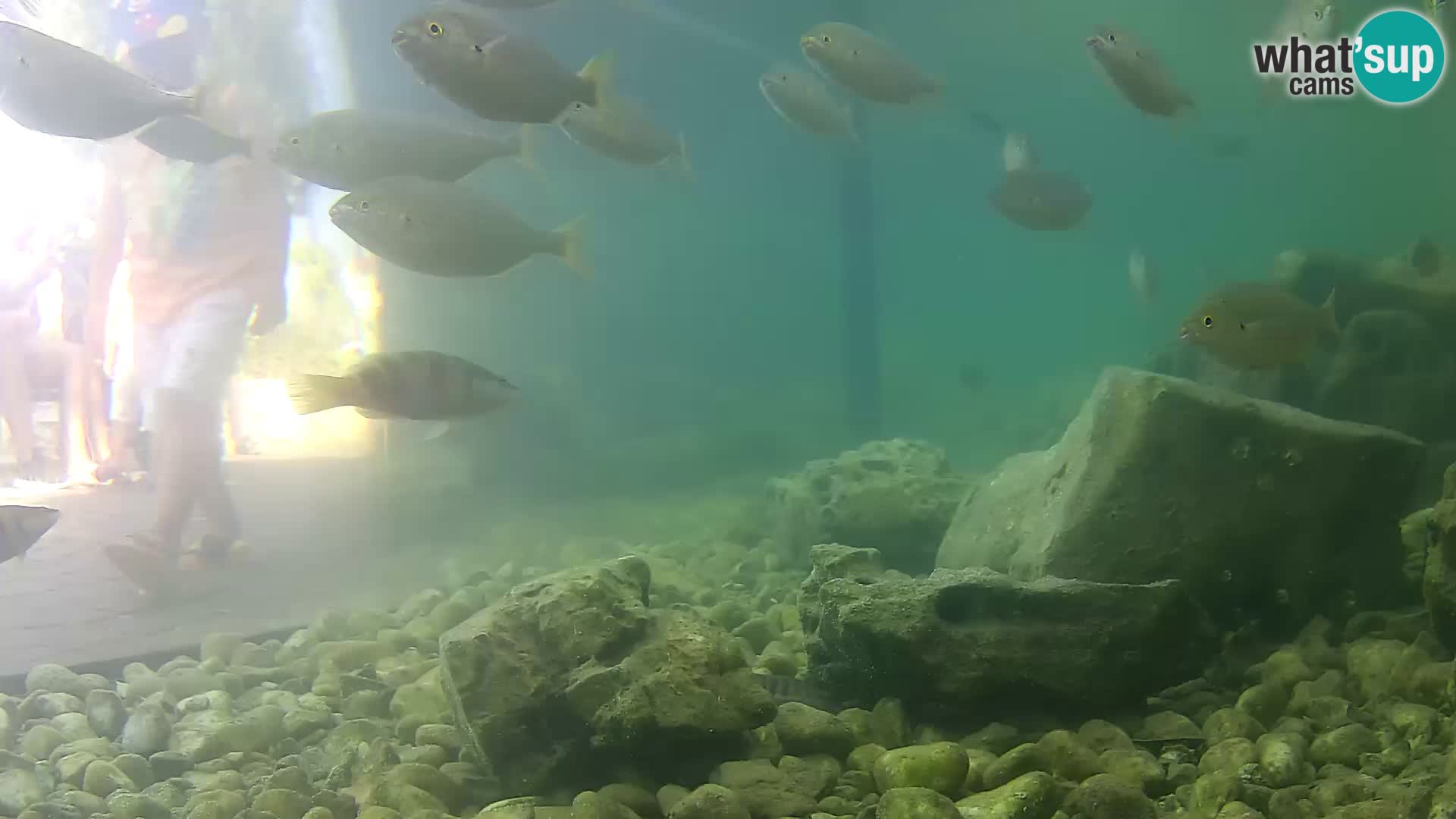 Outdoor Marine Aquarium Rogoznica webcam Croatia