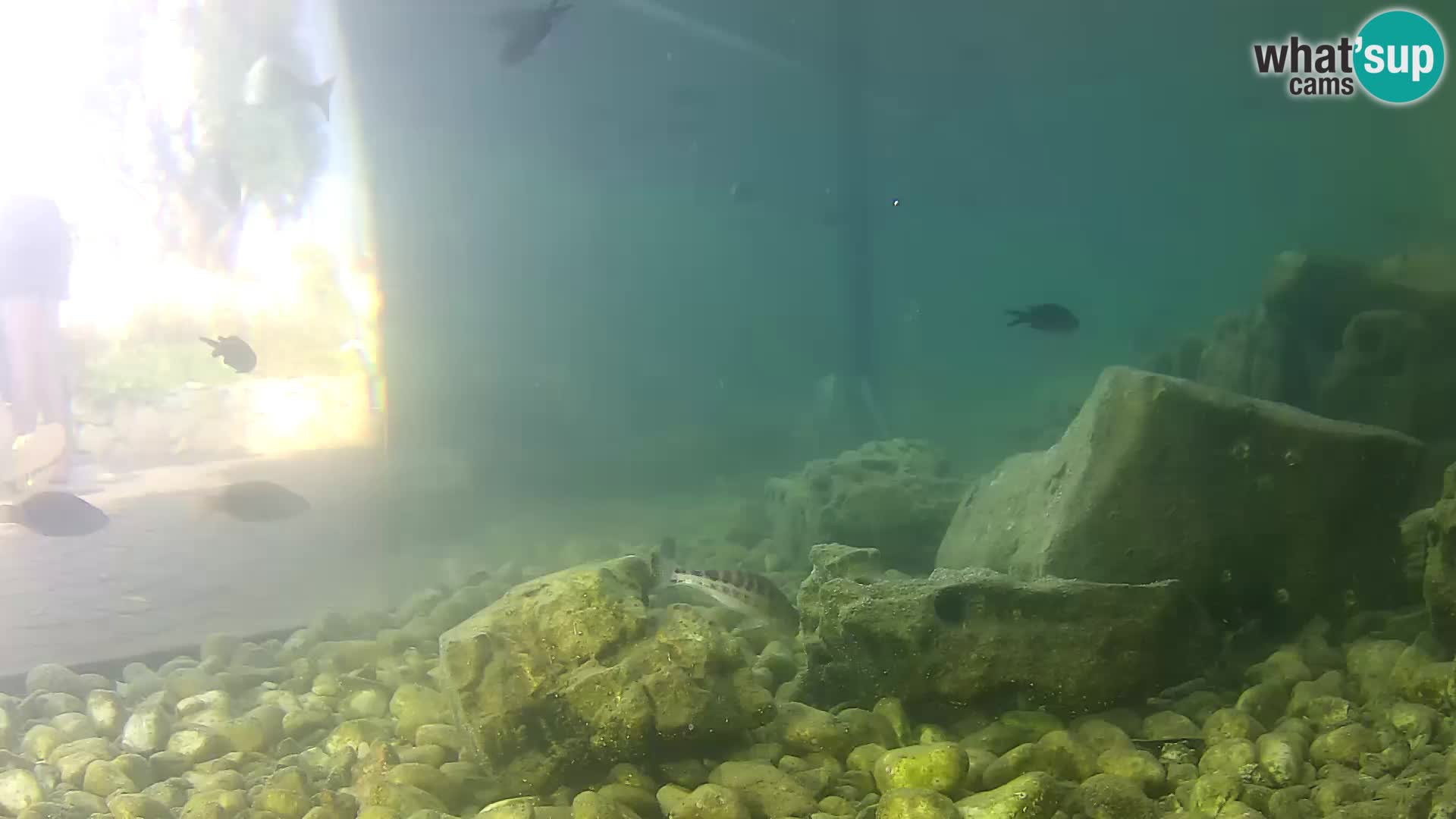 Zunanji morski akvarij Rogoznica spletna kamera Hrvaška