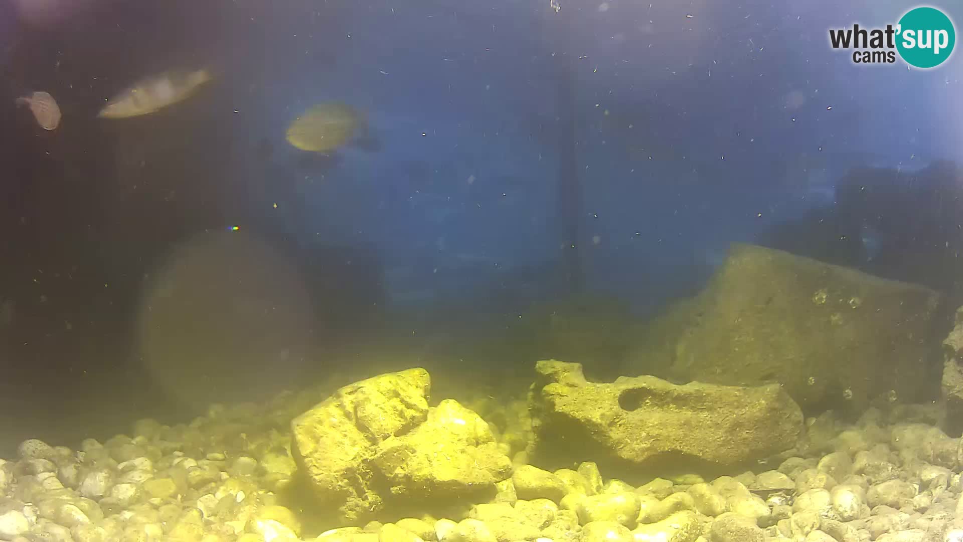 Aquario marino esterno –  Rogoznica livecam Croazia