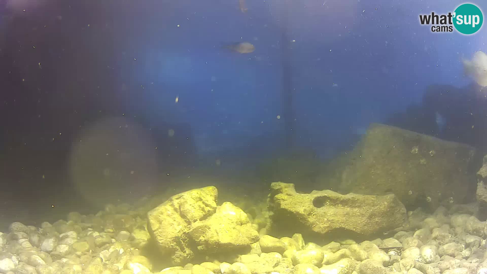 Aquario marino esterno –  Rogoznica livecam Croazia