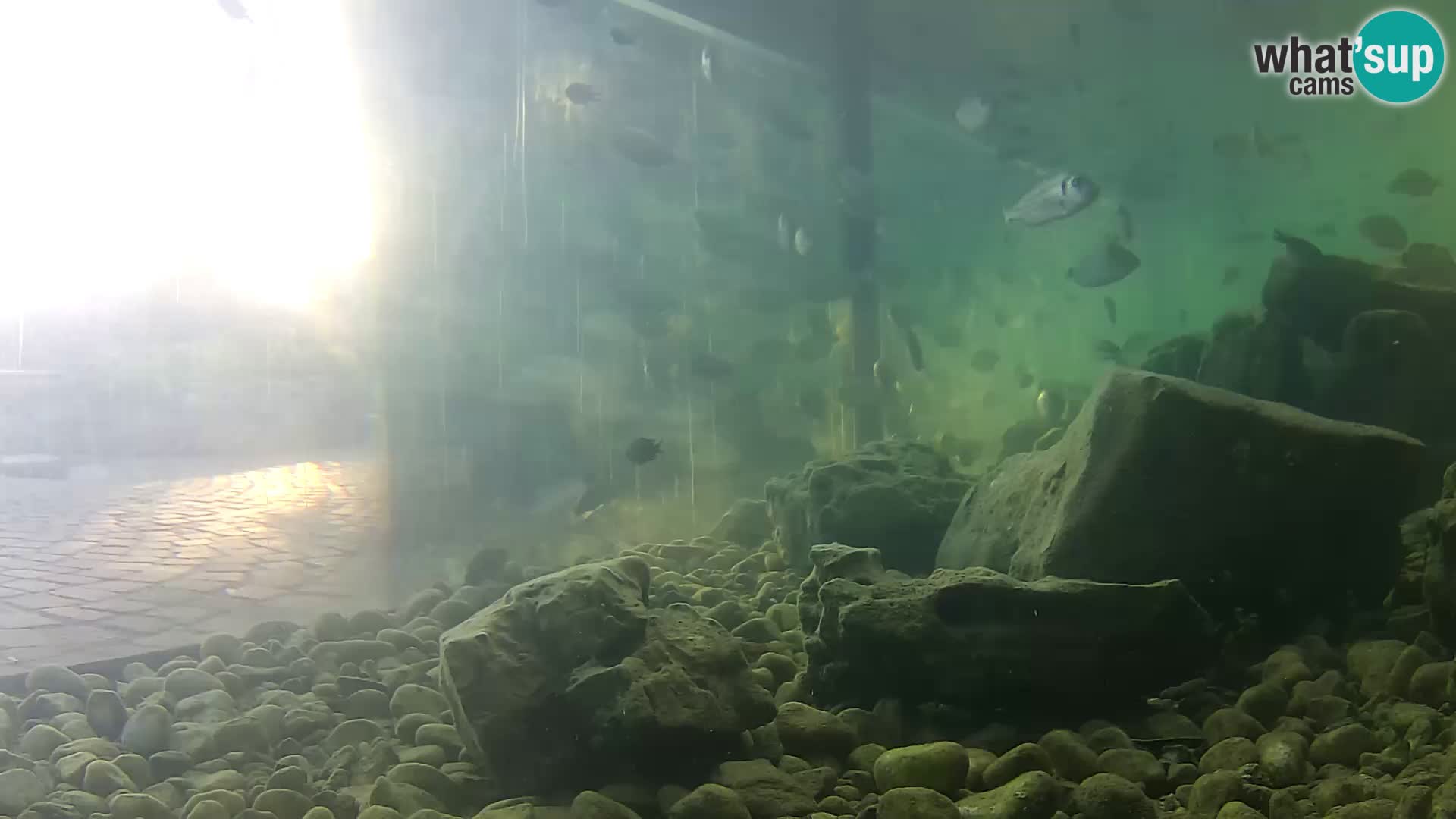 Zunanji morski akvarij Rogoznica spletna kamera Hrvaška