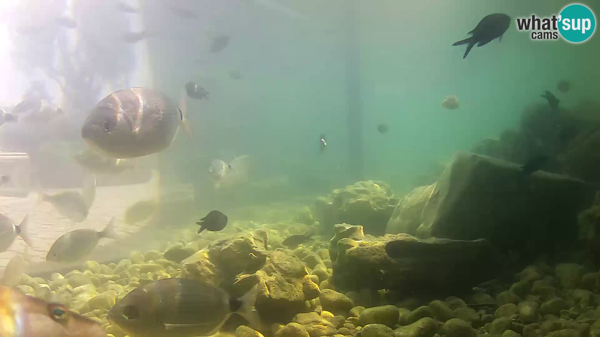 Webcam de l’aquarium marin extérieur de Rogoznica Croatie