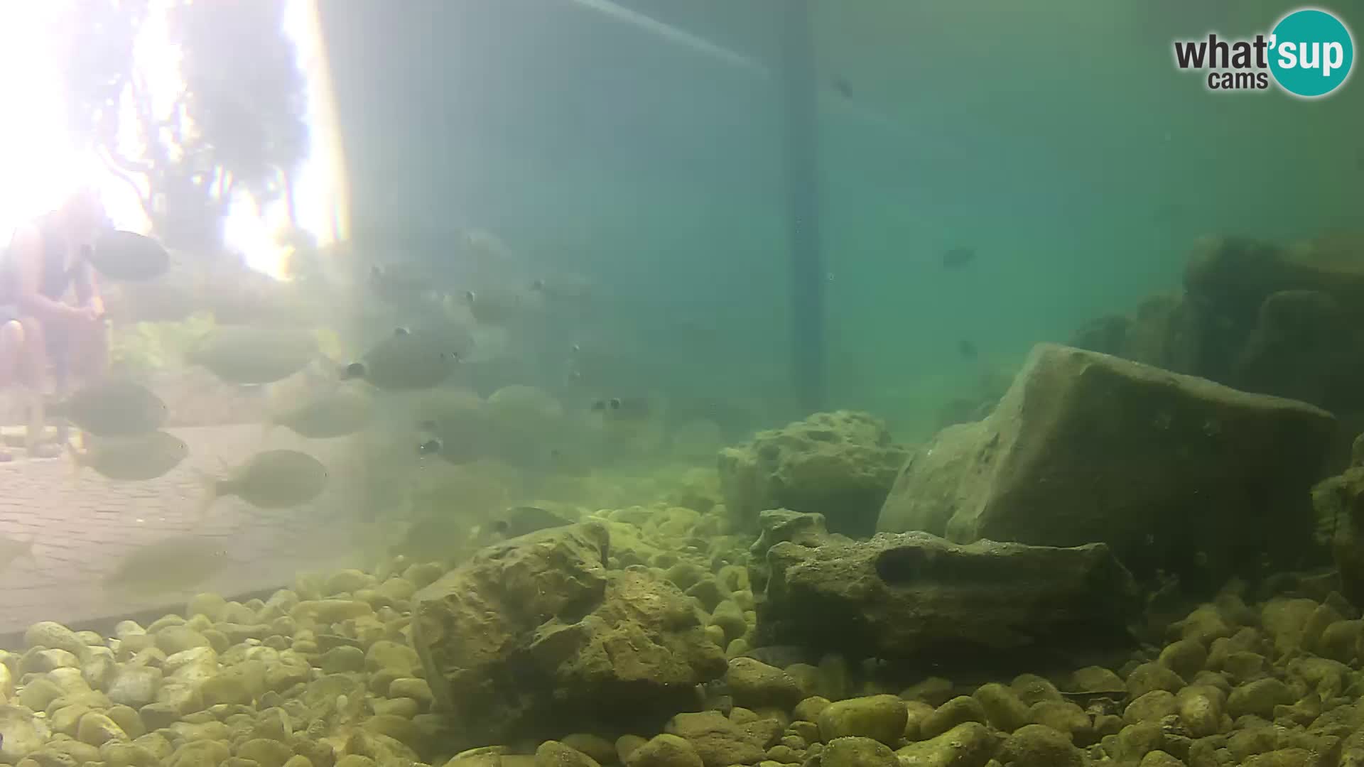 Acuario marino al aire libre Rogoznica webcam Croacia