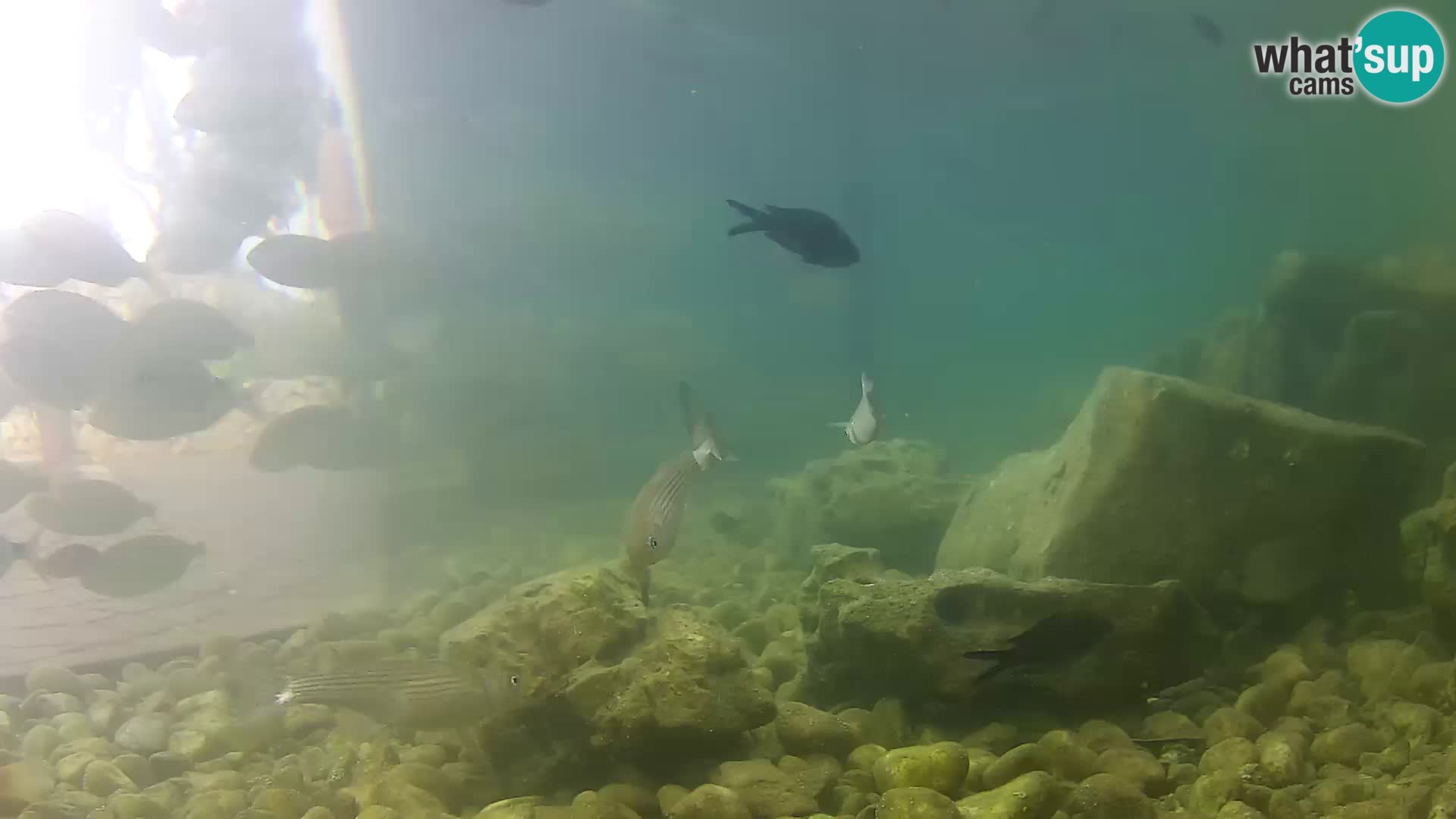 Webcam de l’aquarium marin extérieur de Rogoznica Croatie