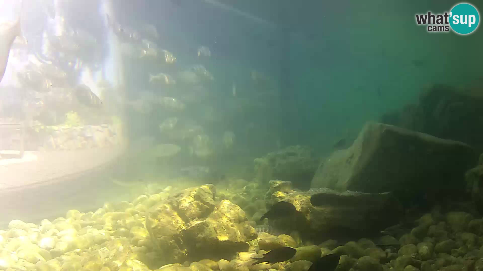 Webcam de l’aquarium marin extérieur de Rogoznica Croatie