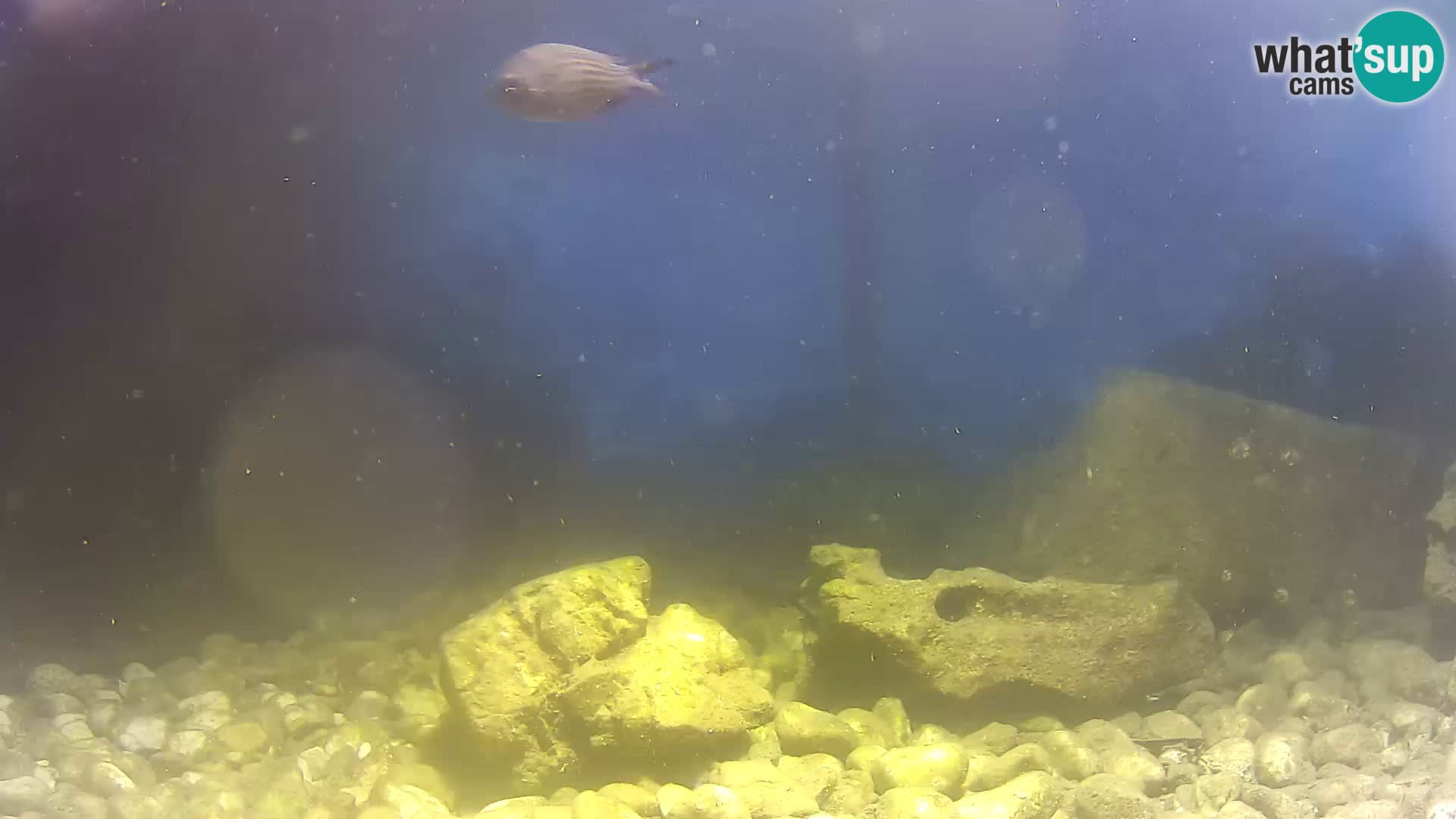 Webcam de l’aquarium marin extérieur de Rogoznica Croatie