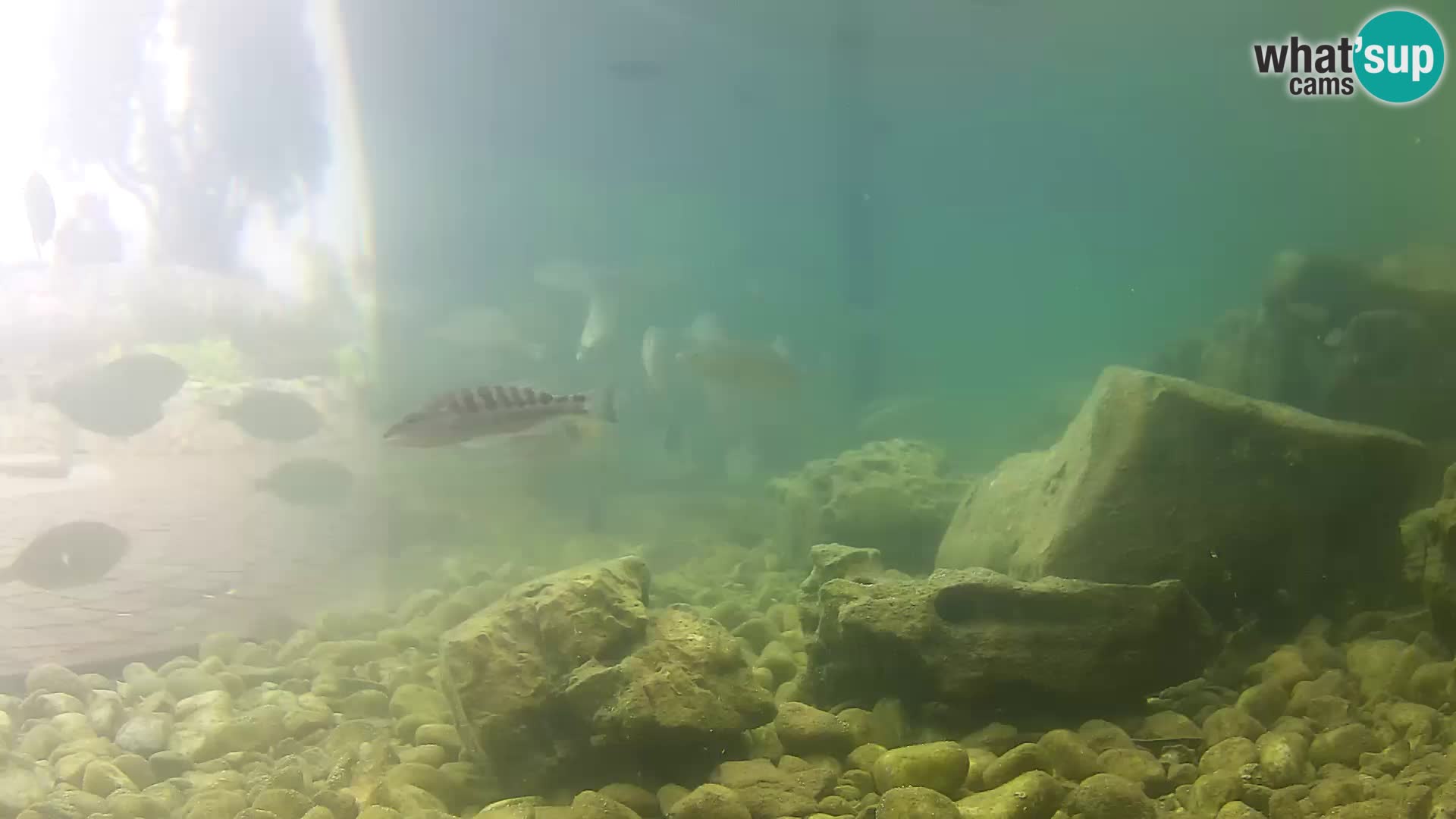 Outdoor Marine Aquarium Rogoznica webcam Croatia