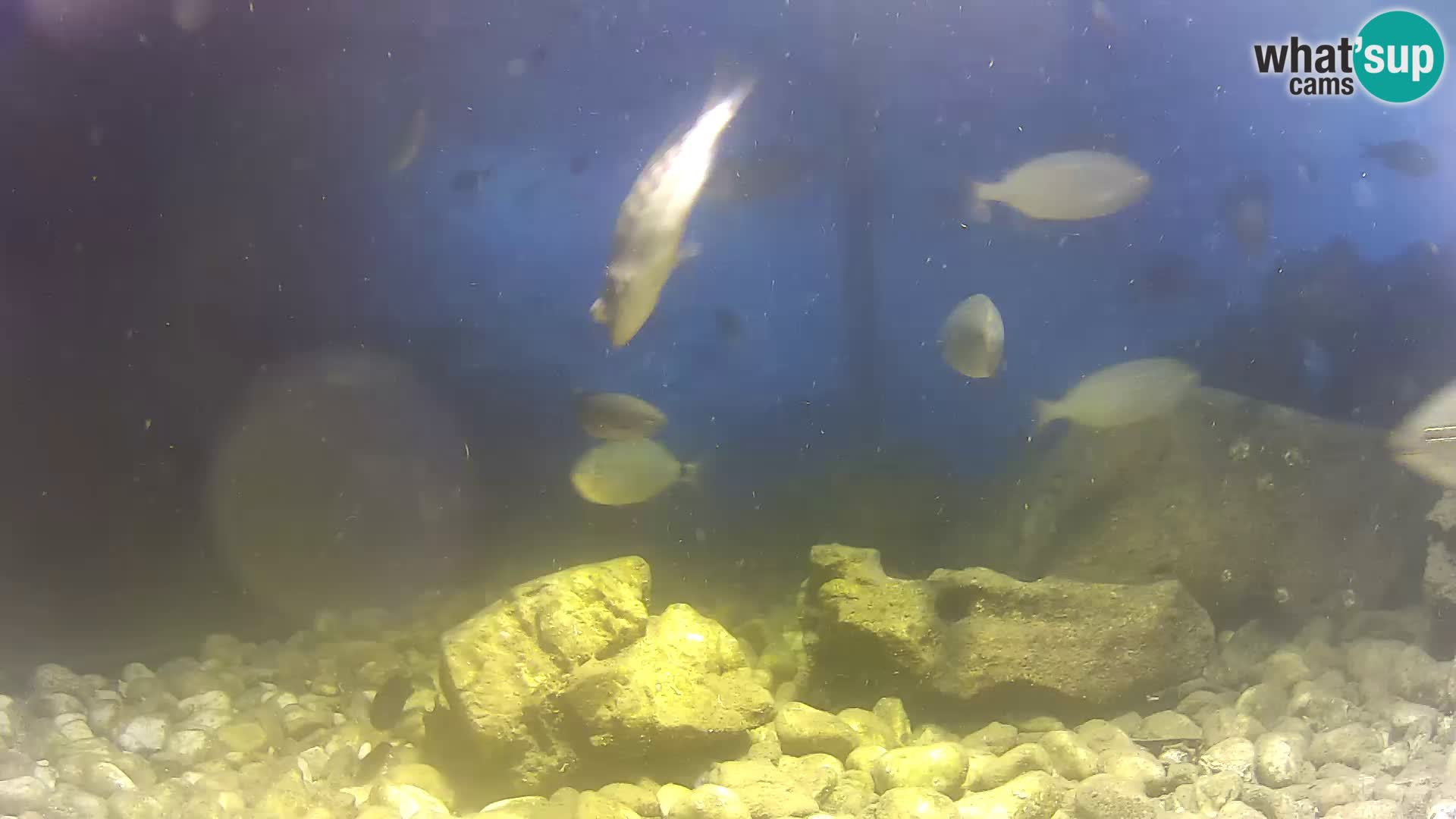 Zunanji morski akvarij Rogoznica spletna kamera Hrvaška
