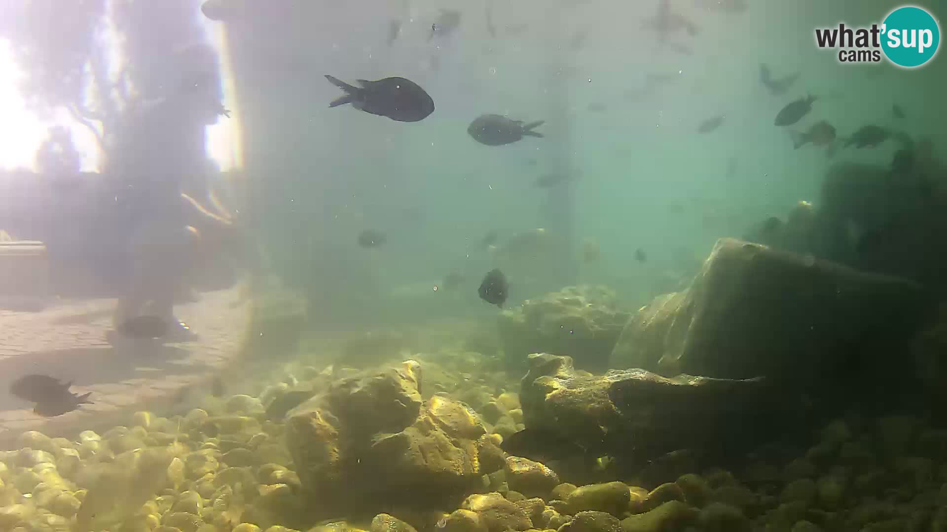 Outdoor Marine Aquarium Rogoznica webcam Croatia