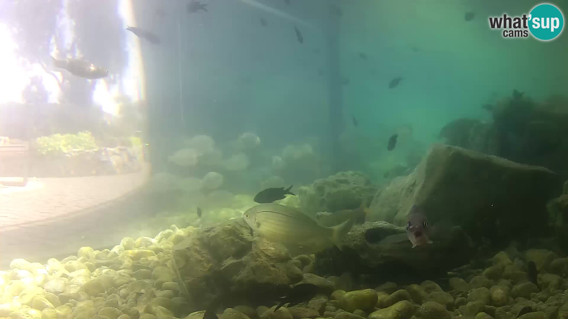 Zunanji morski akvarij Rogoznica spletna kamera Hrvaška