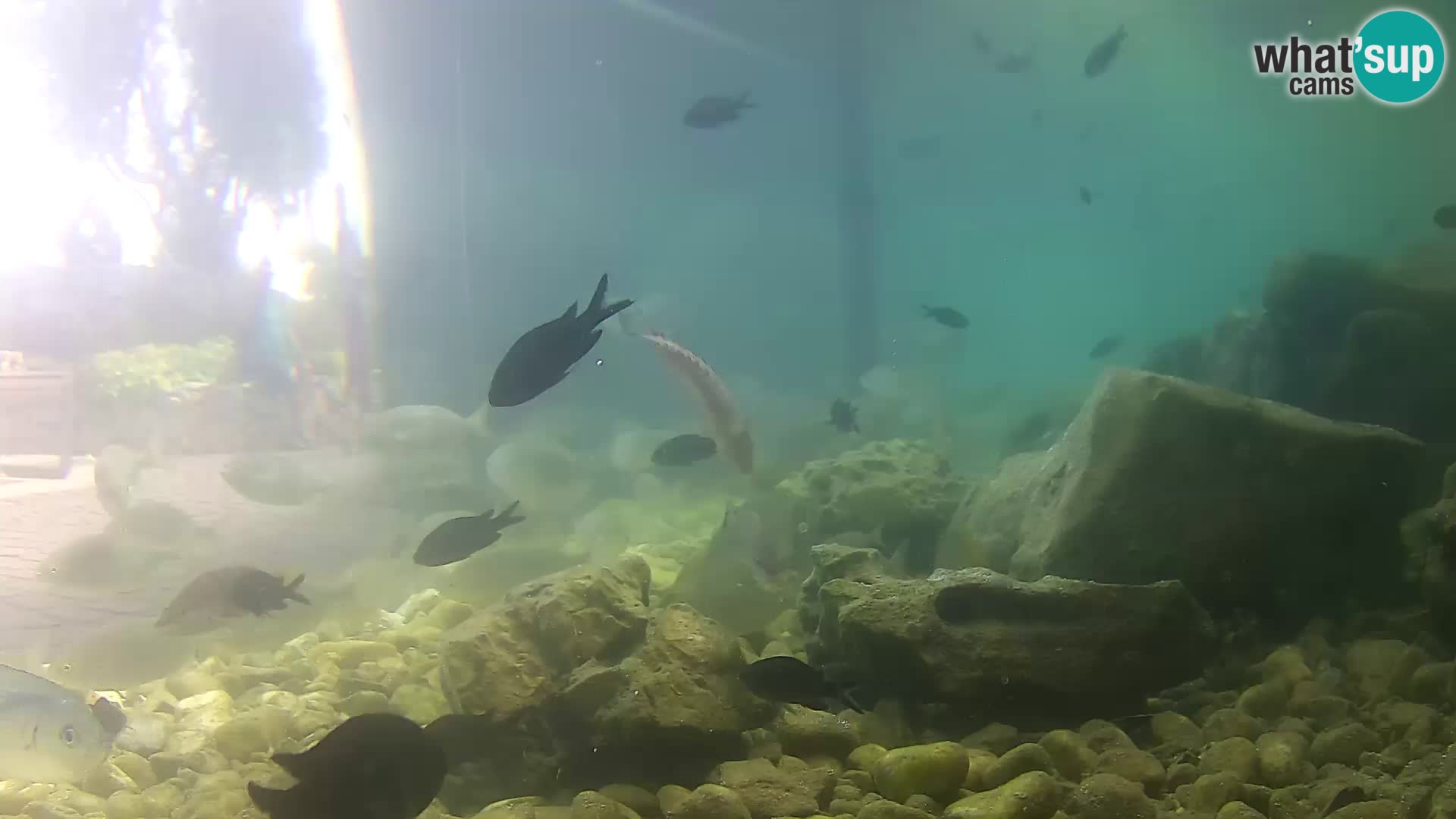 Marine Aquarium im Freien Rogoznica webcam Kroatien