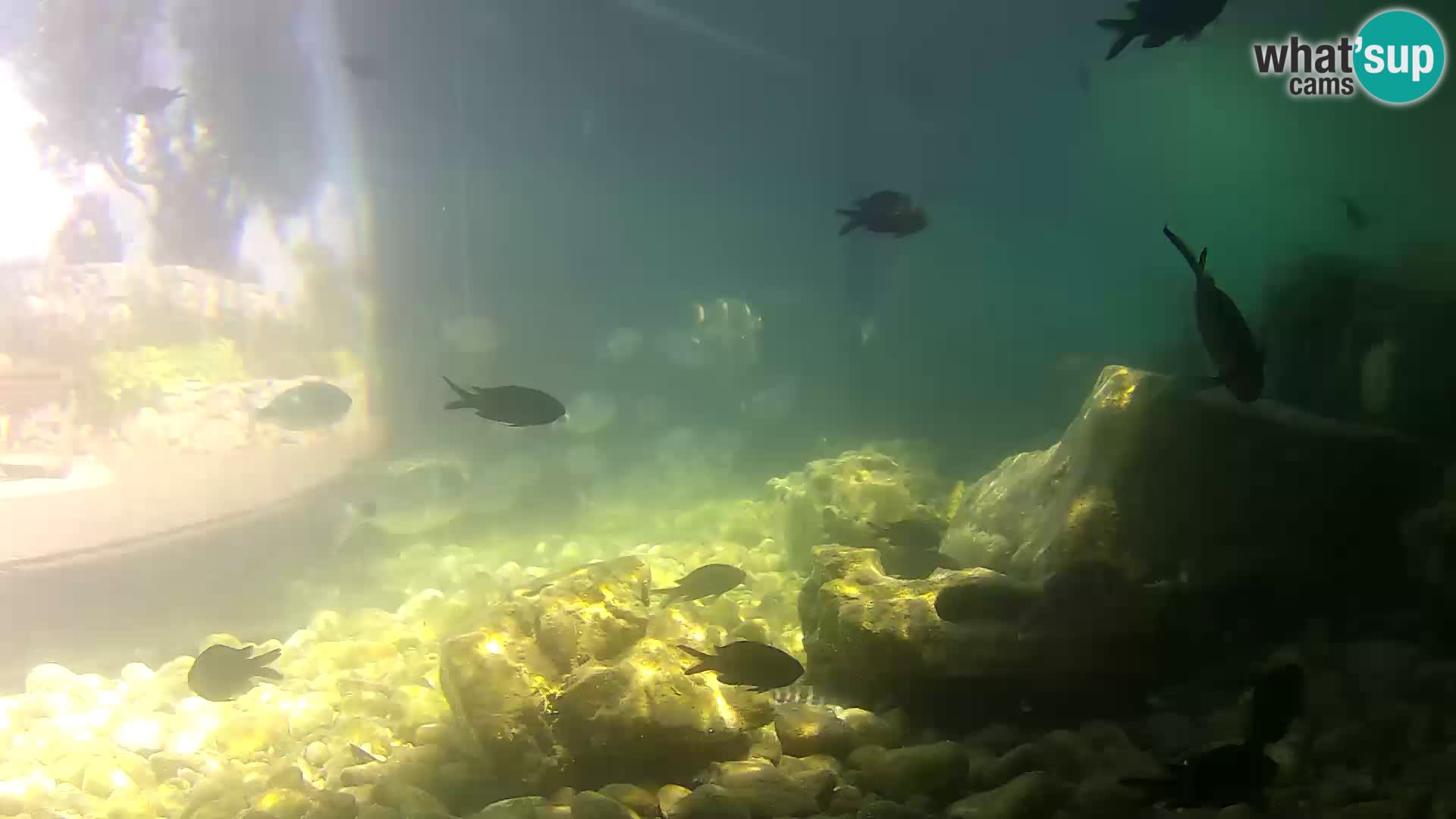 Marine Aquarium im Freien Rogoznica webcam Kroatien
