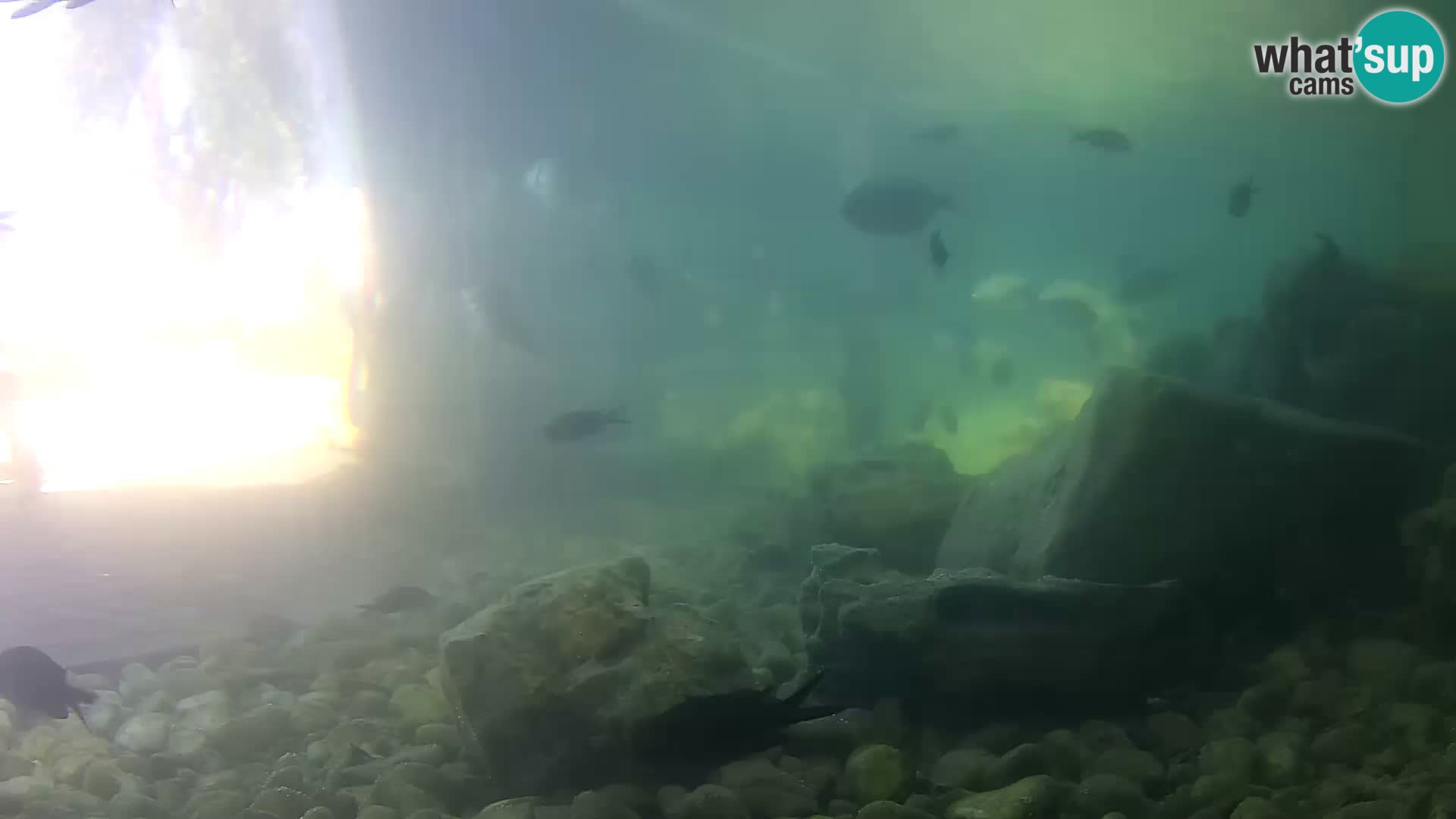 Marine Aquarium im Freien Rogoznica webcam Kroatien