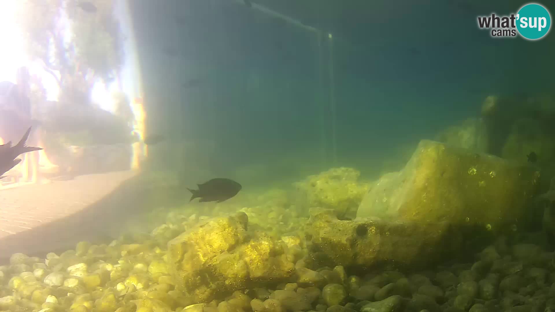 Marine Aquarium im Freien Rogoznica webcam Kroatien