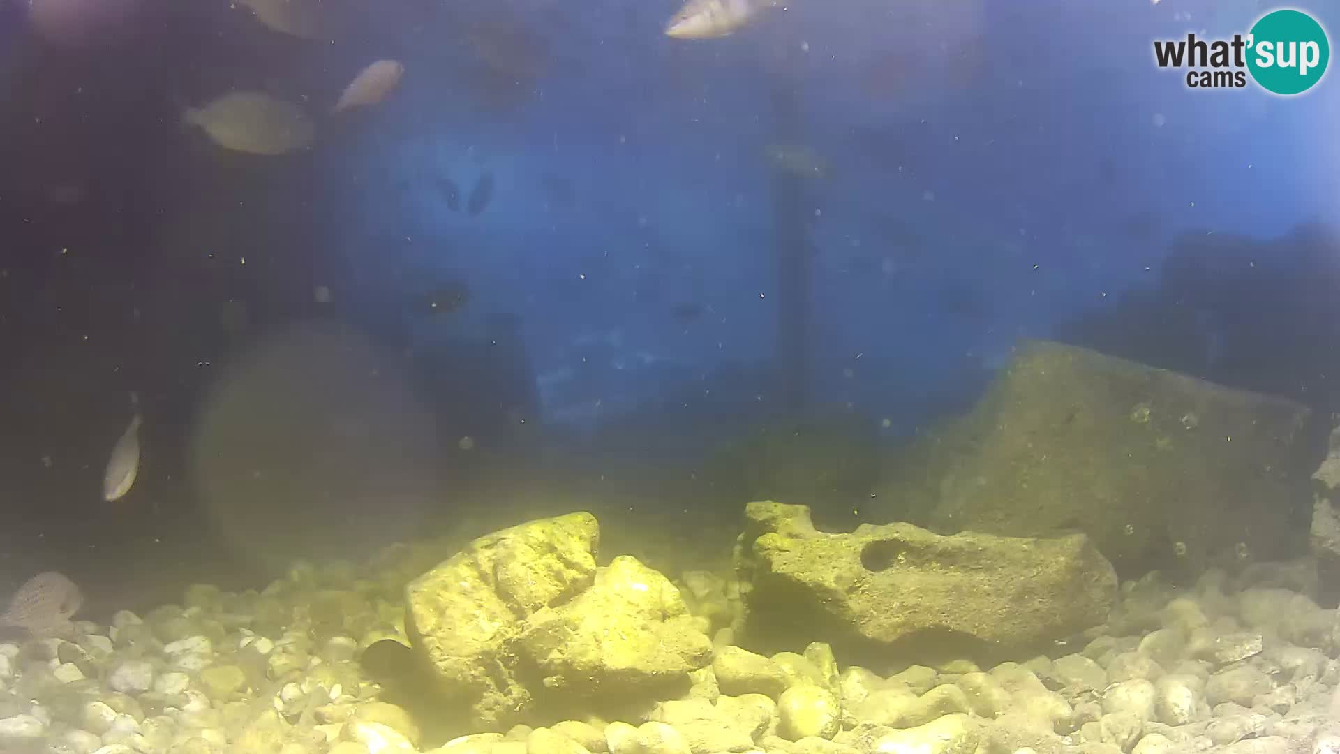 Aquario marino esterno –  Rogoznica livecam Croazia