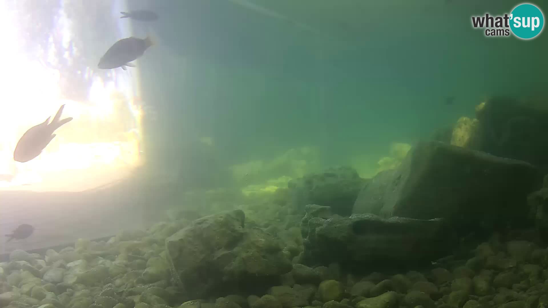 Acuario marino al aire libre Rogoznica webcam Croacia