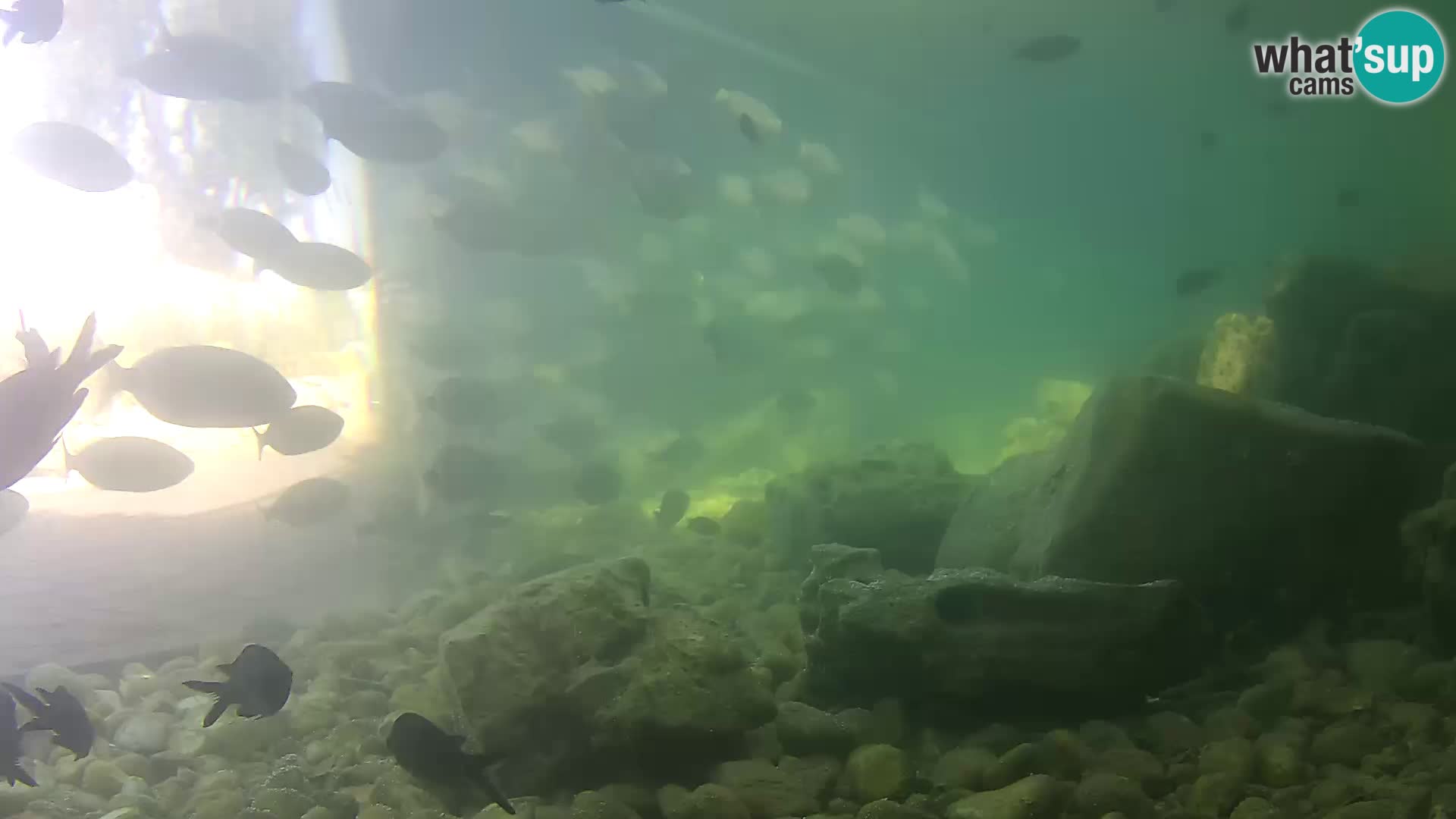 Acuario marino al aire libre Rogoznica webcam Croacia