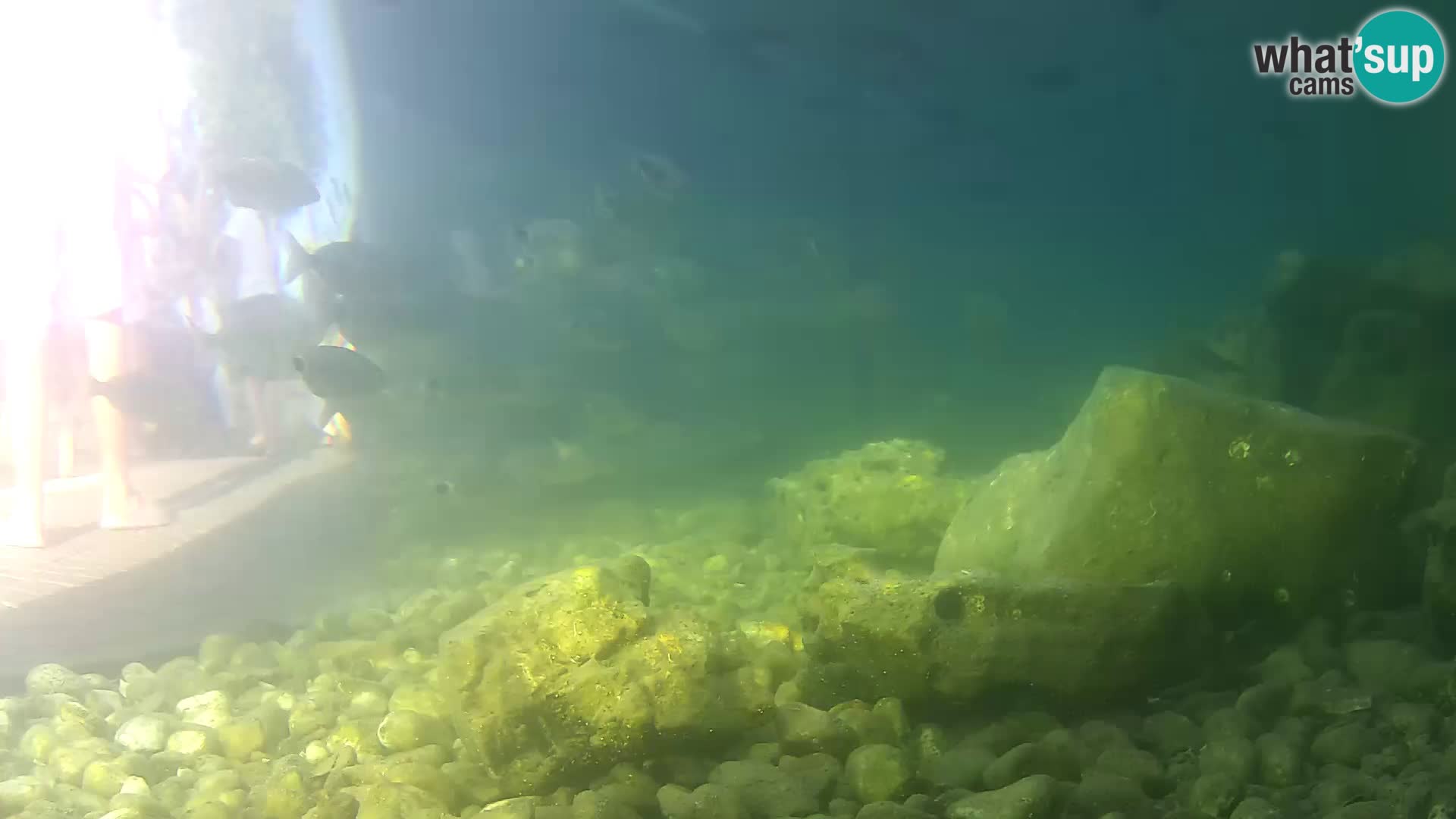 Acuario marino al aire libre Rogoznica webcam Croacia