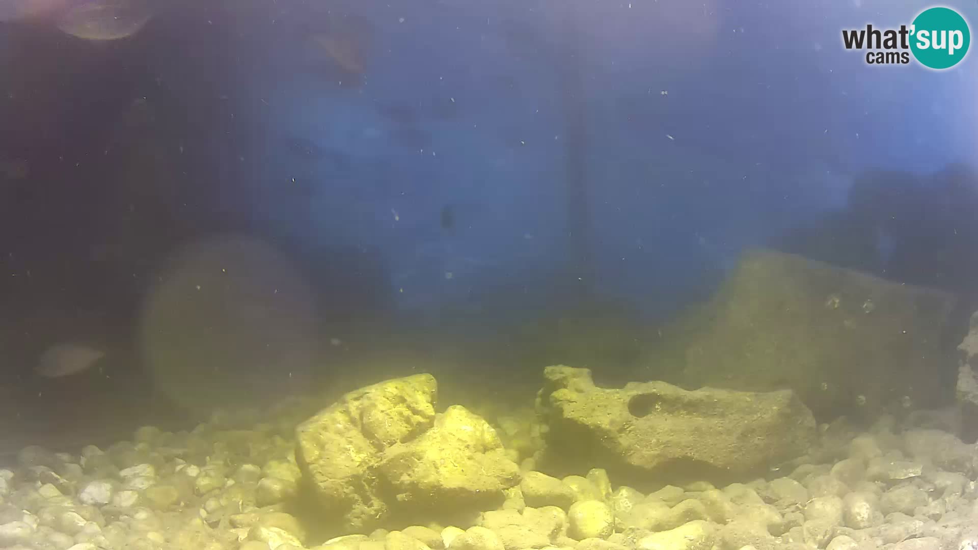 Acuario marino al aire libre Rogoznica webcam Croacia