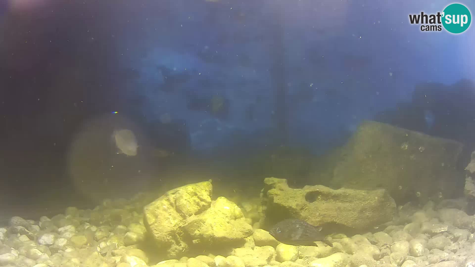Aquario marino esterno –  Rogoznica livecam Croazia