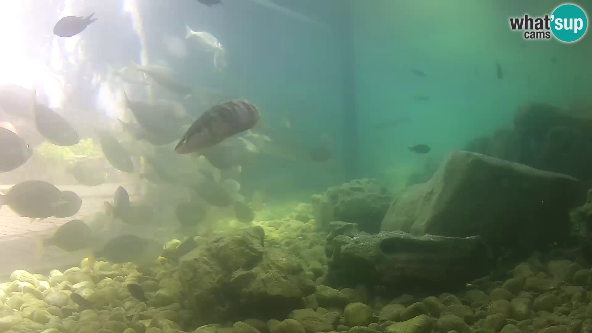 Zunanji morski akvarij Rogoznica spletna kamera Hrvaška