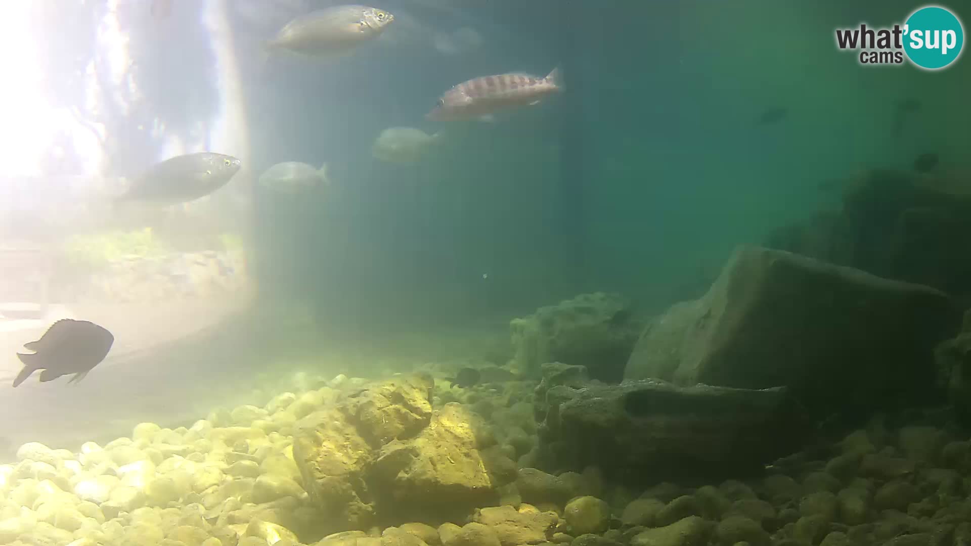 Webcam de l’aquarium marin extérieur de Rogoznica Croatie