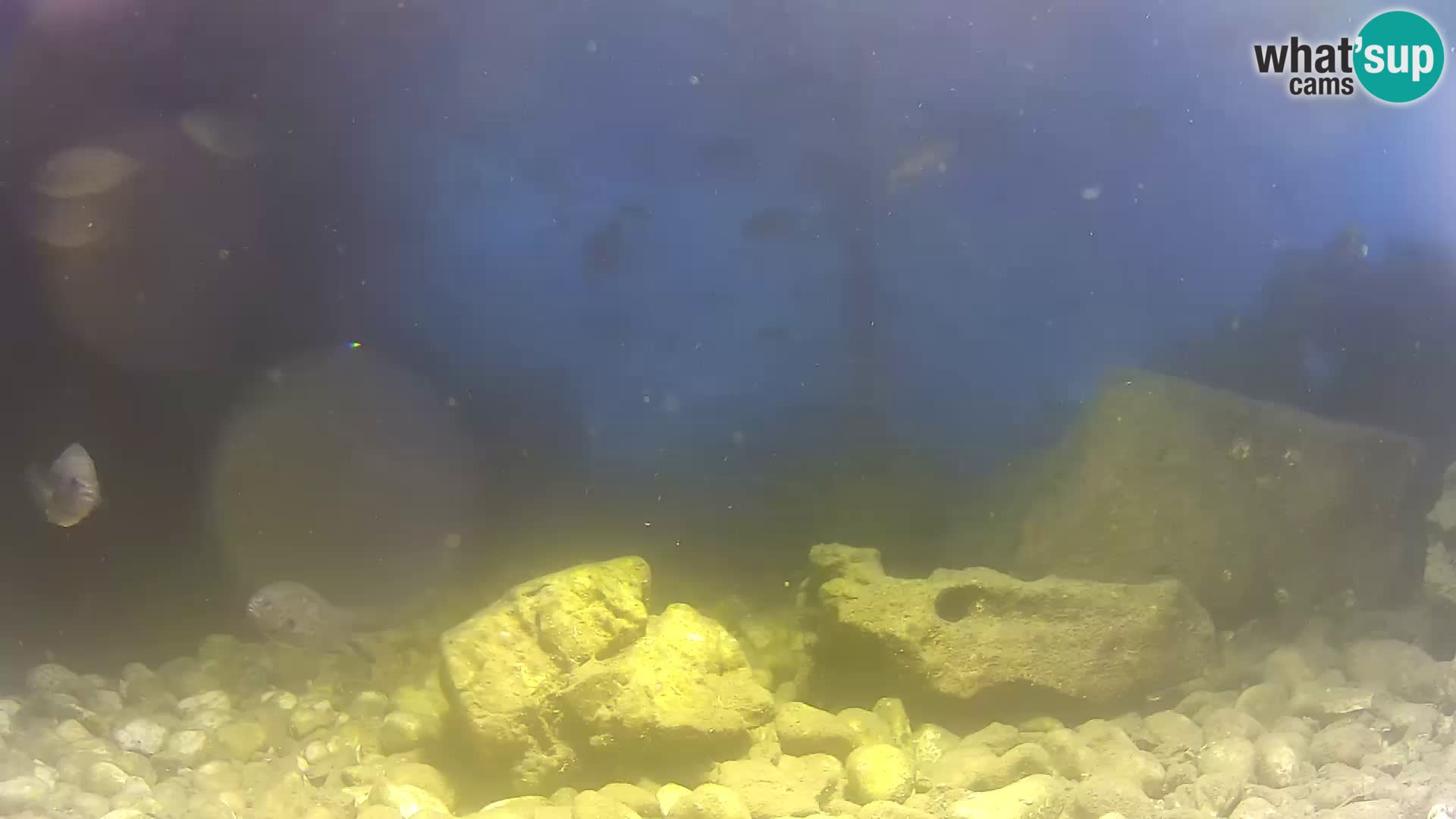 Acuario marino al aire libre Rogoznica webcam Croacia