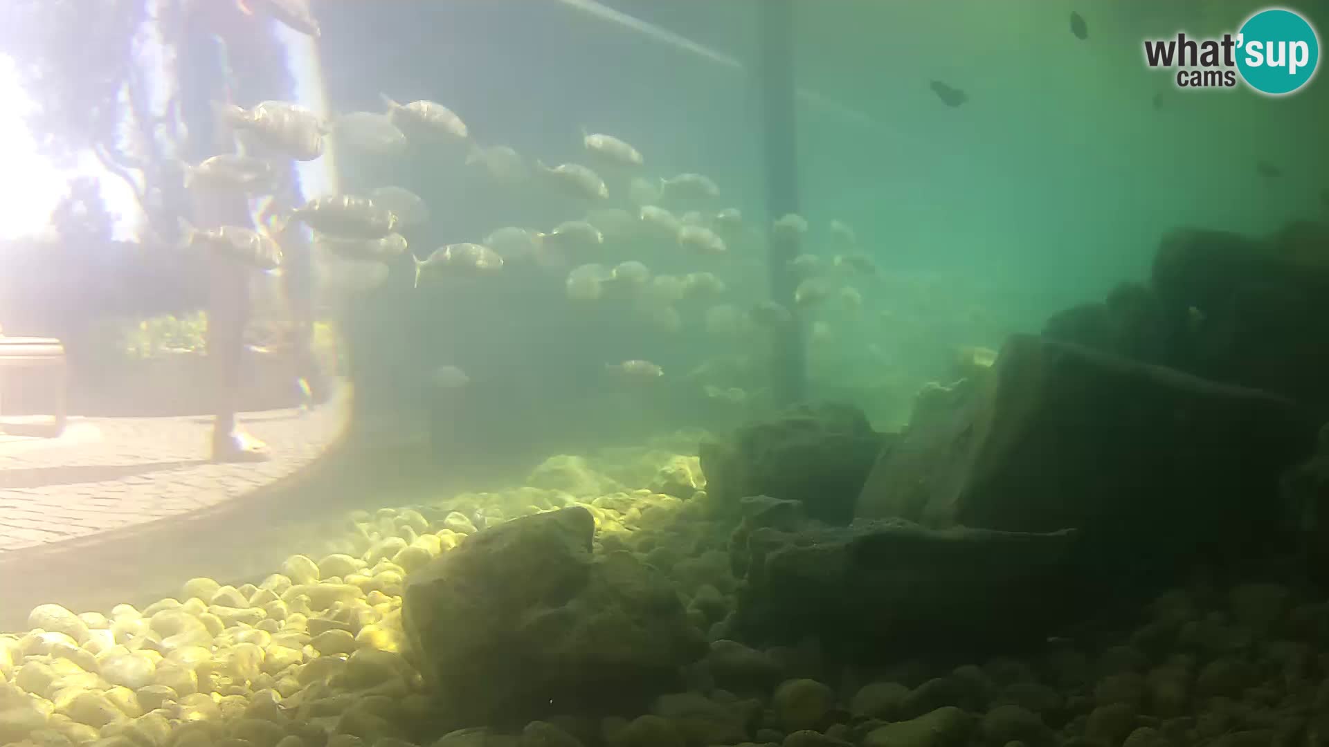 Marine Aquarium im Freien Rogoznica webcam Kroatien