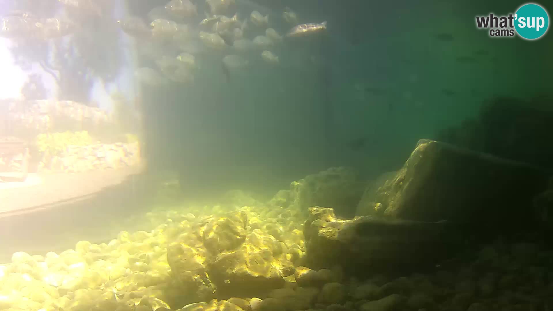 Acuario marino al aire libre Rogoznica webcam Croacia