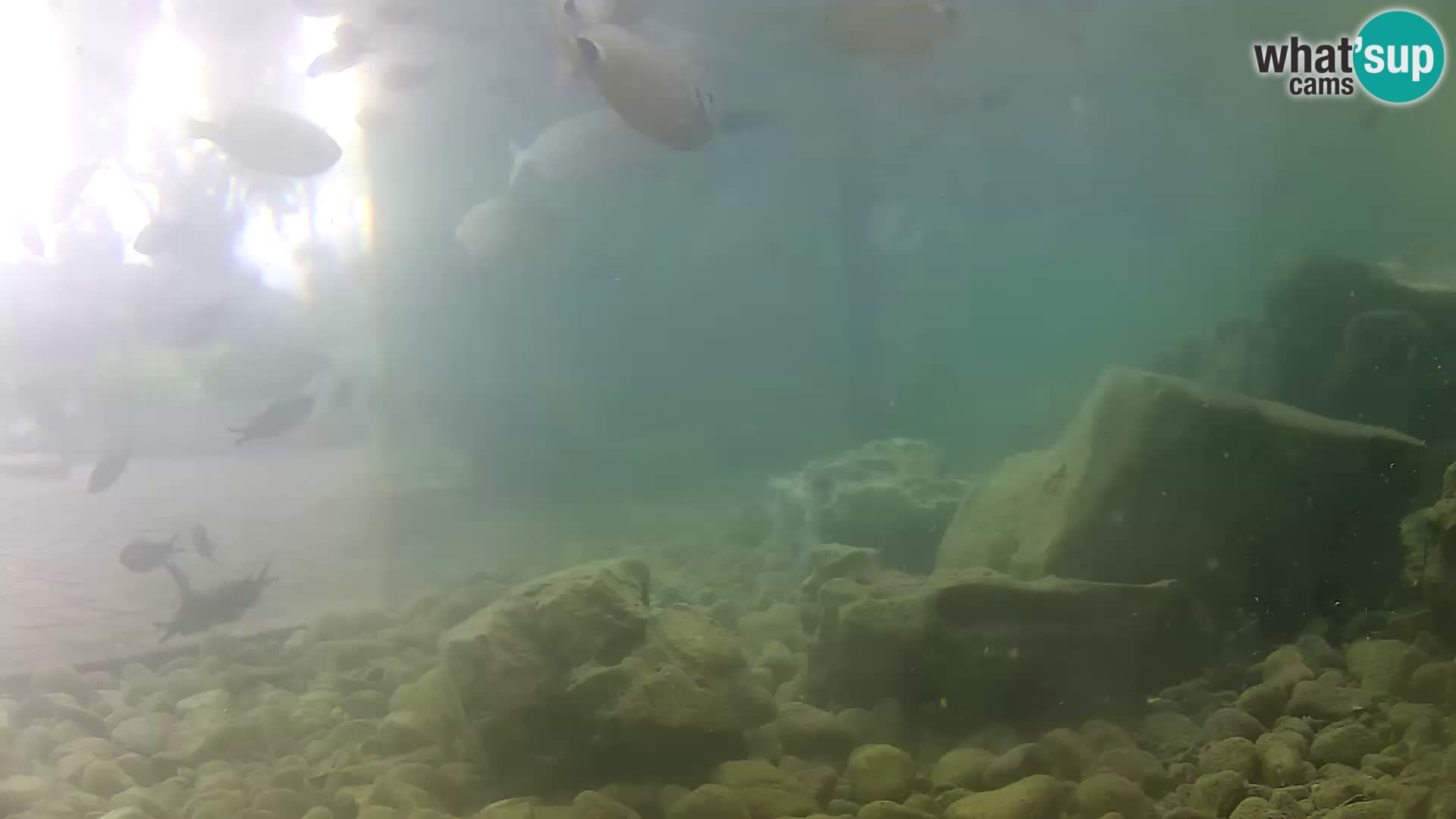 Aquario marino esterno –  Rogoznica livecam Croazia