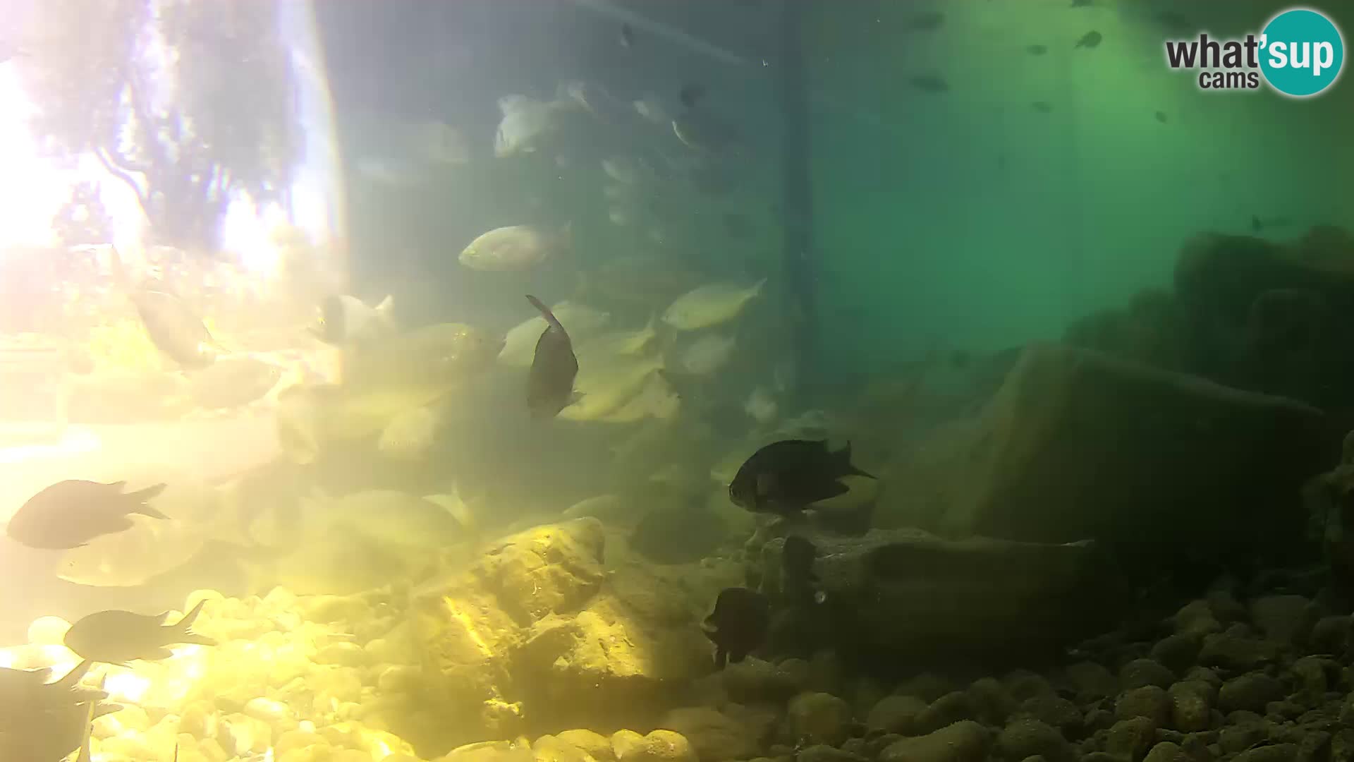 Outdoor Marine Aquarium Rogoznica webcam Croatia
