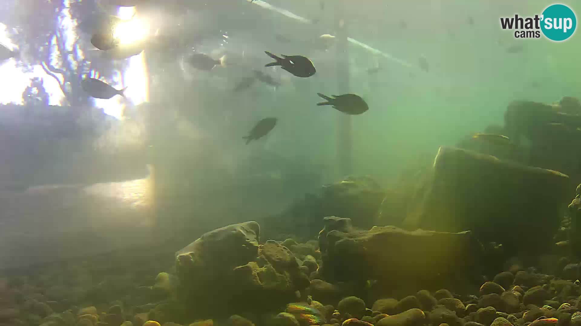 Outdoor Marine Aquarium Rogoznica webcam Croatia