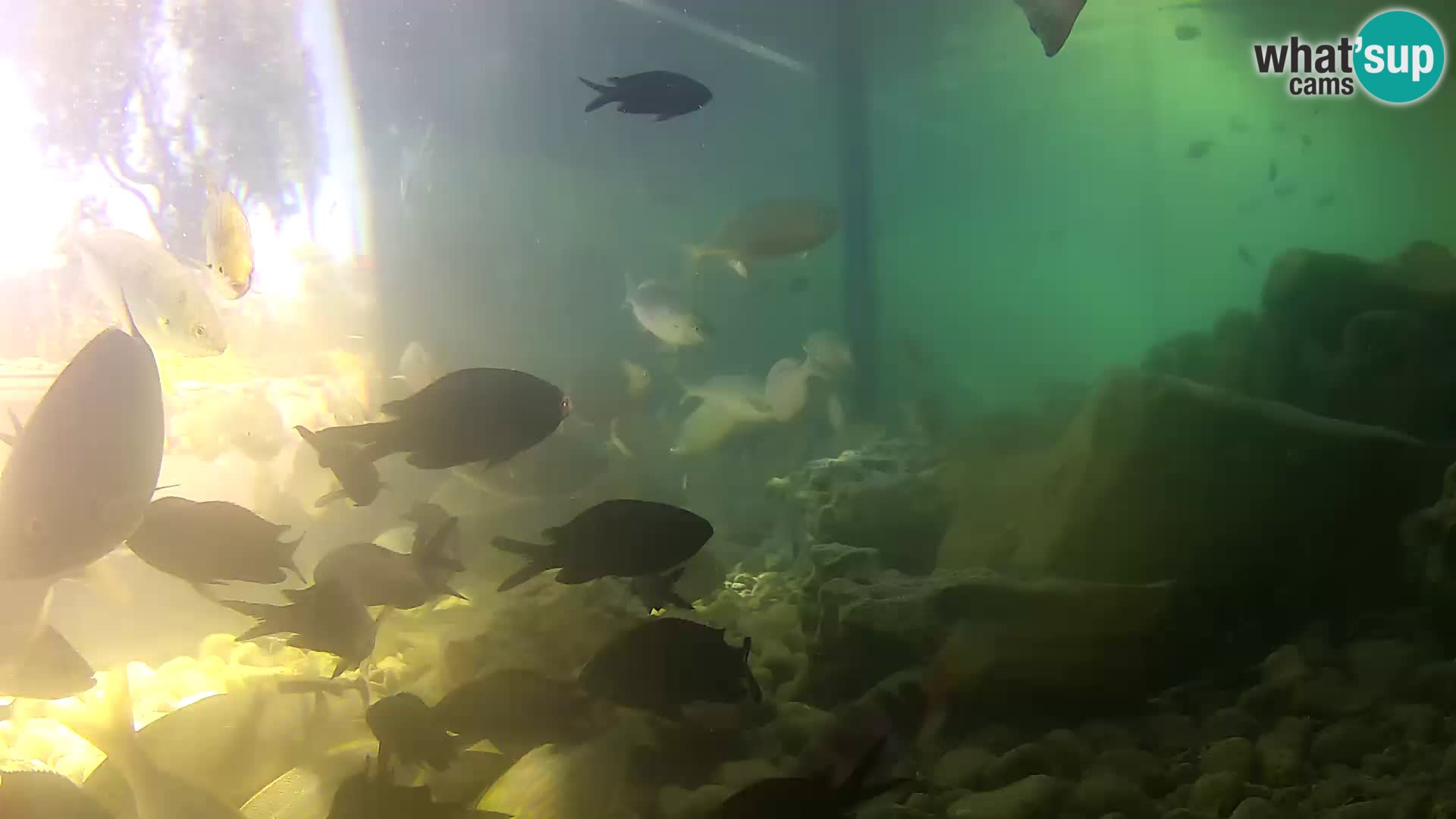 Webcam de l’aquarium marin extérieur de Rogoznica Croatie