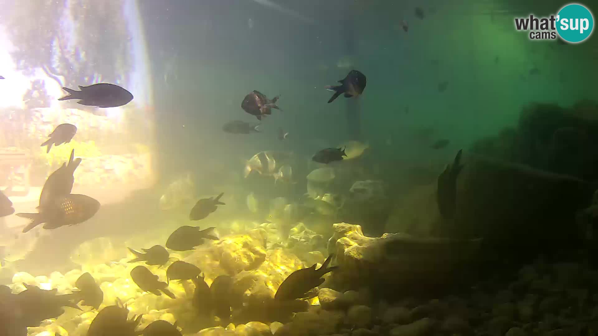 Acuario marino al aire libre Rogoznica webcam Croacia