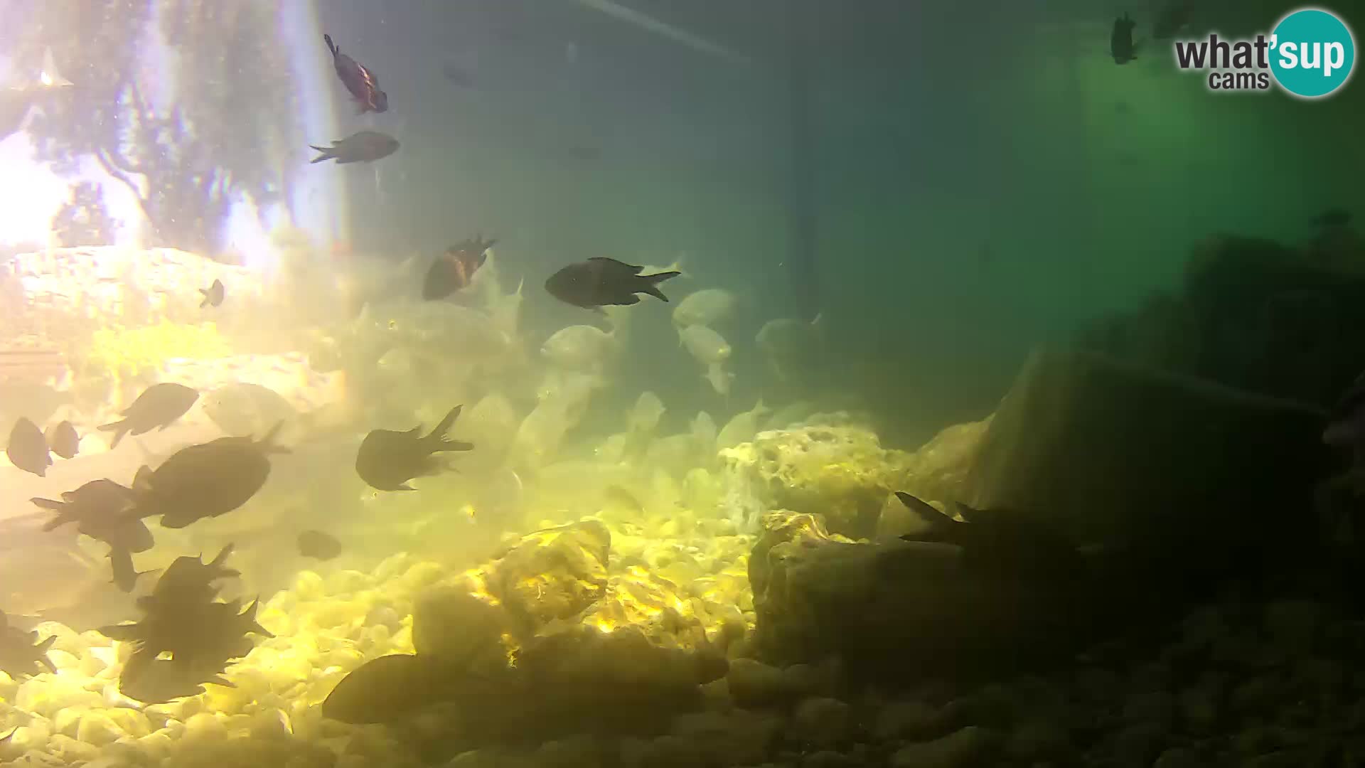 Webcam de l’aquarium marin extérieur de Rogoznica Croatie
