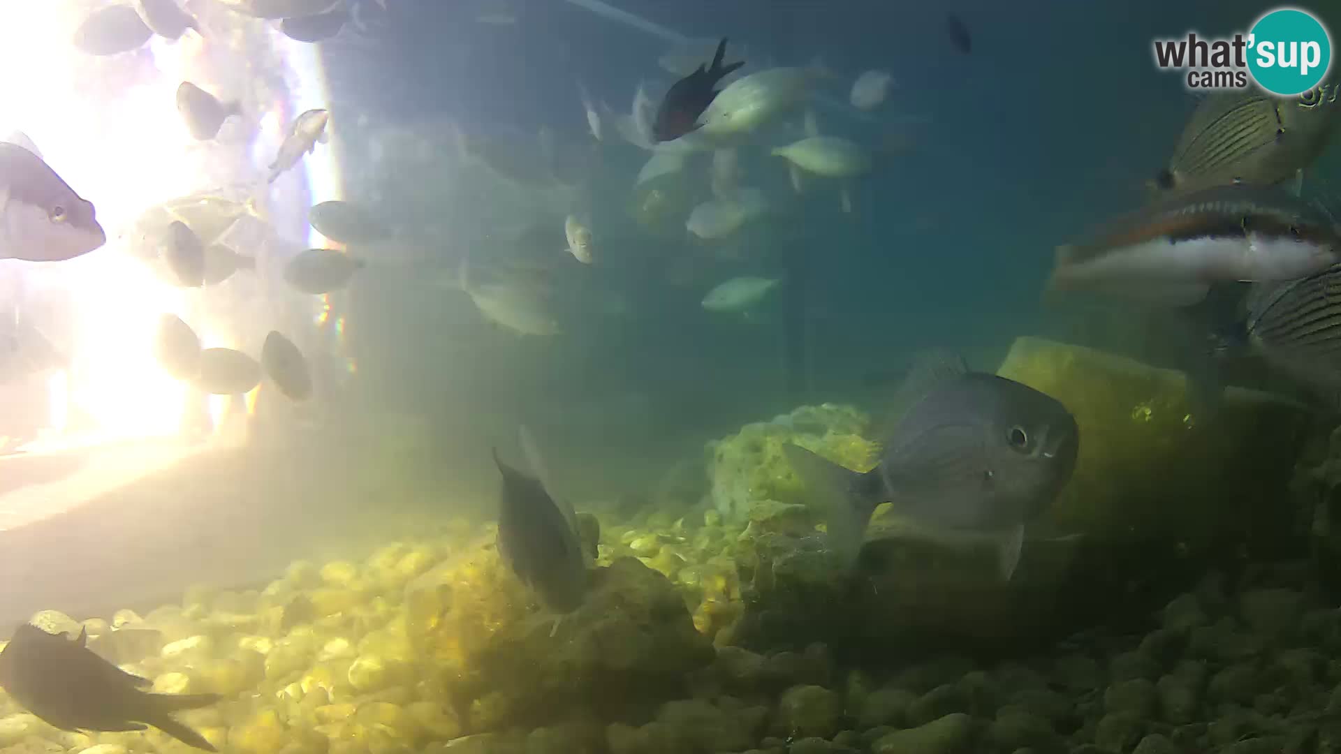 Aquario marino esterno –  Rogoznica livecam Croazia