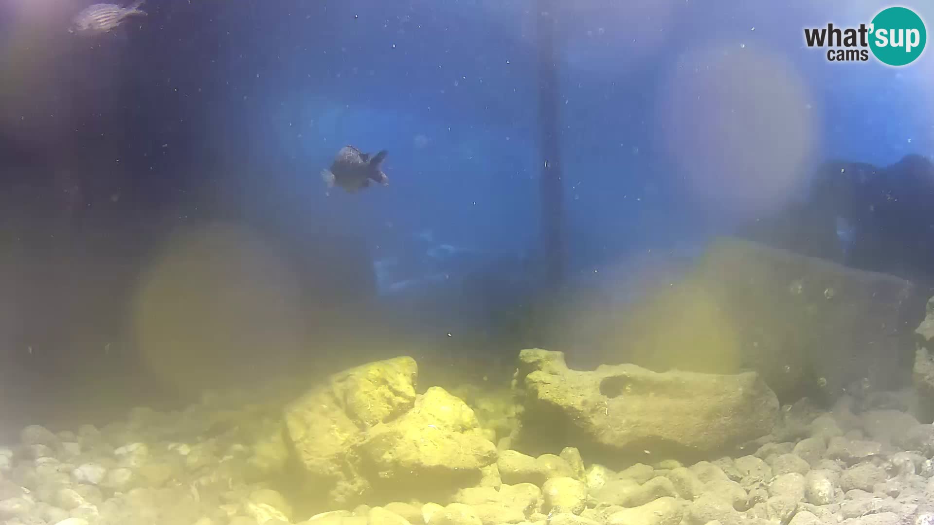 Aquario marino esterno –  Rogoznica livecam Croazia