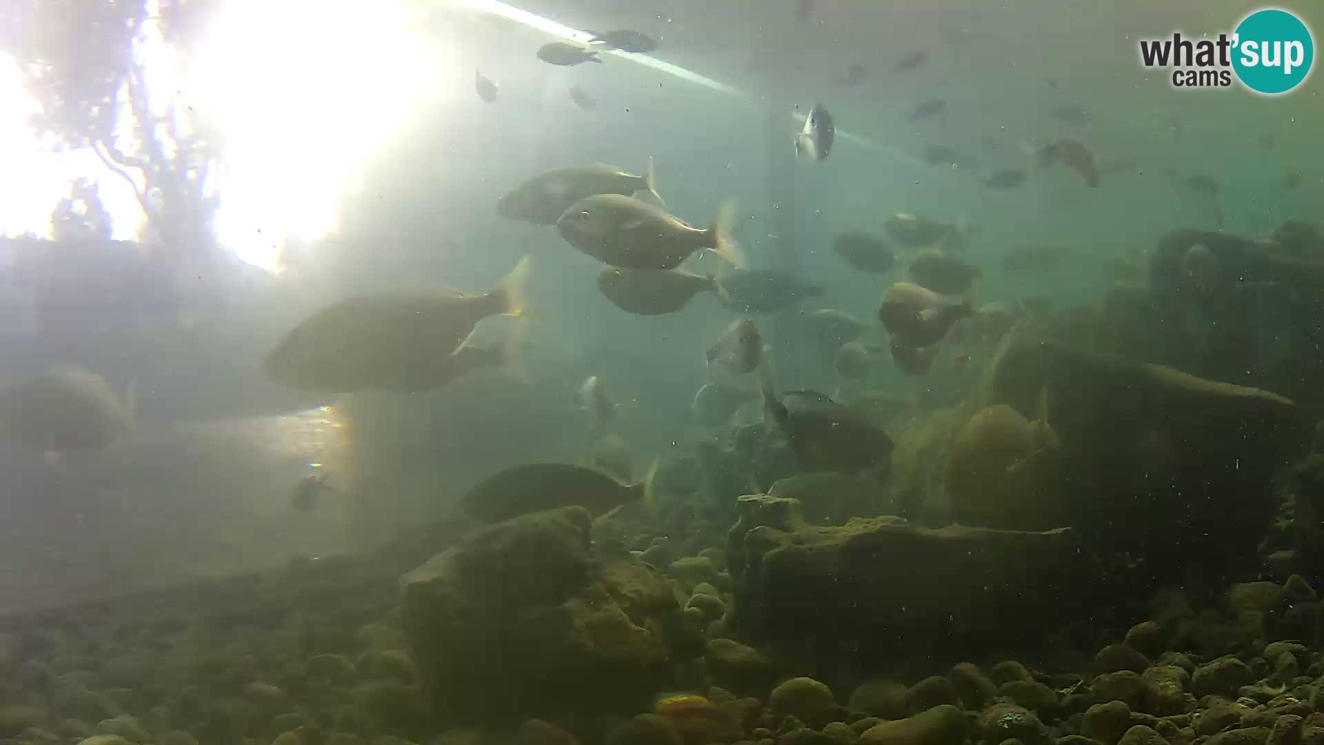 Acuario marino al aire libre Rogoznica webcam Croacia
