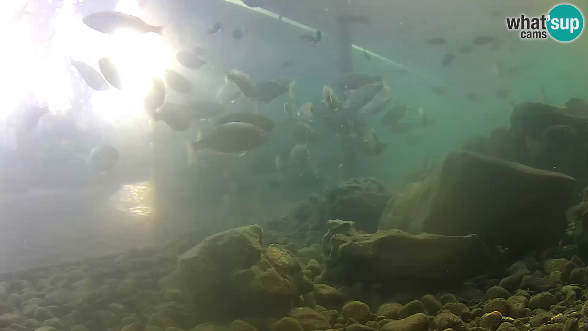 Aquario marino esterno –  Rogoznica livecam Croazia
