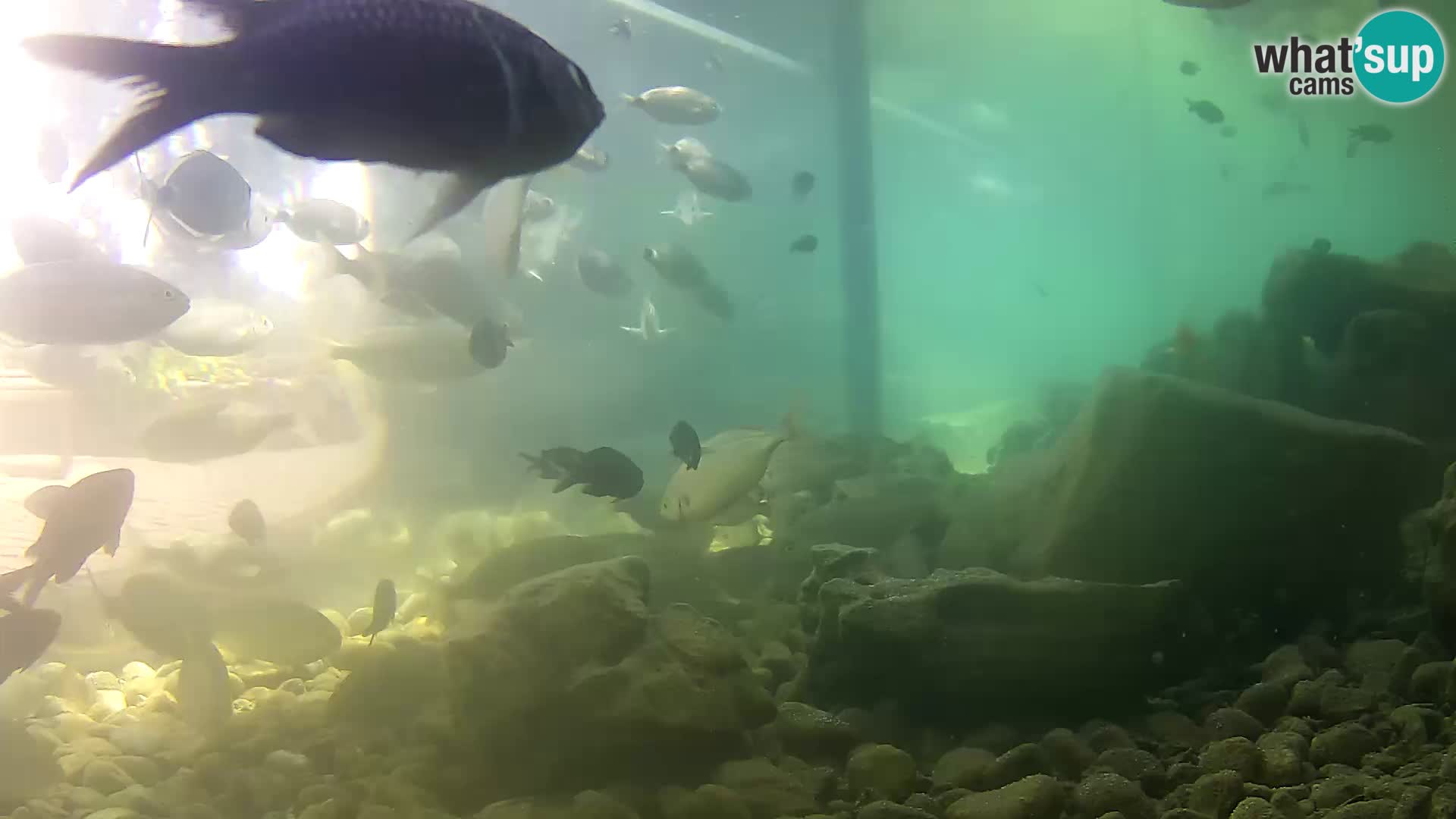 Aquario marino esterno –  Rogoznica livecam Croazia