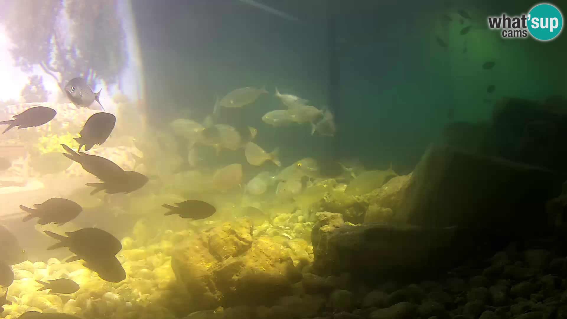 Acuario marino al aire libre Rogoznica webcam Croacia